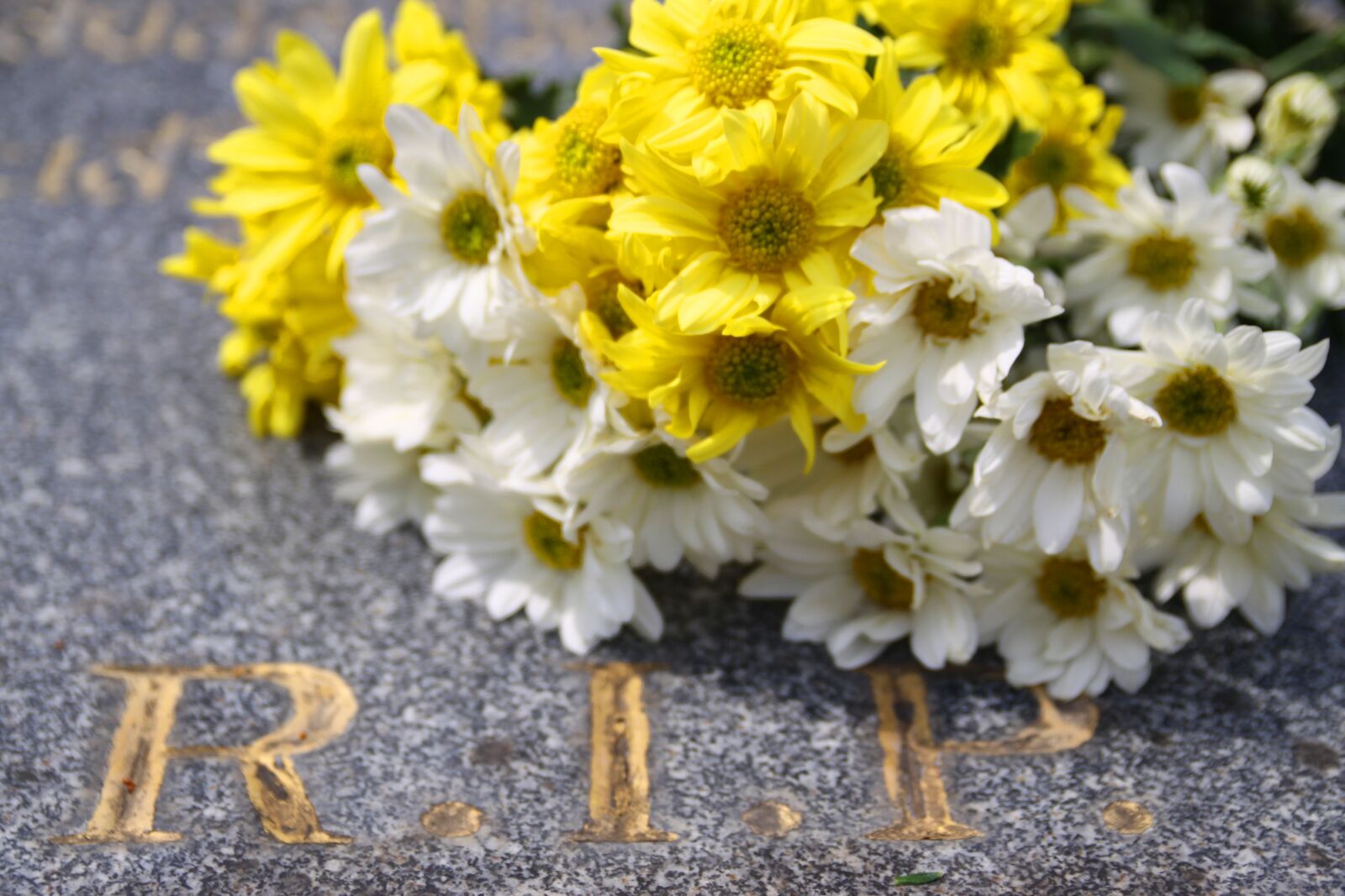 Canon EOS 50D sample photo. Flowers, abstract, design photography