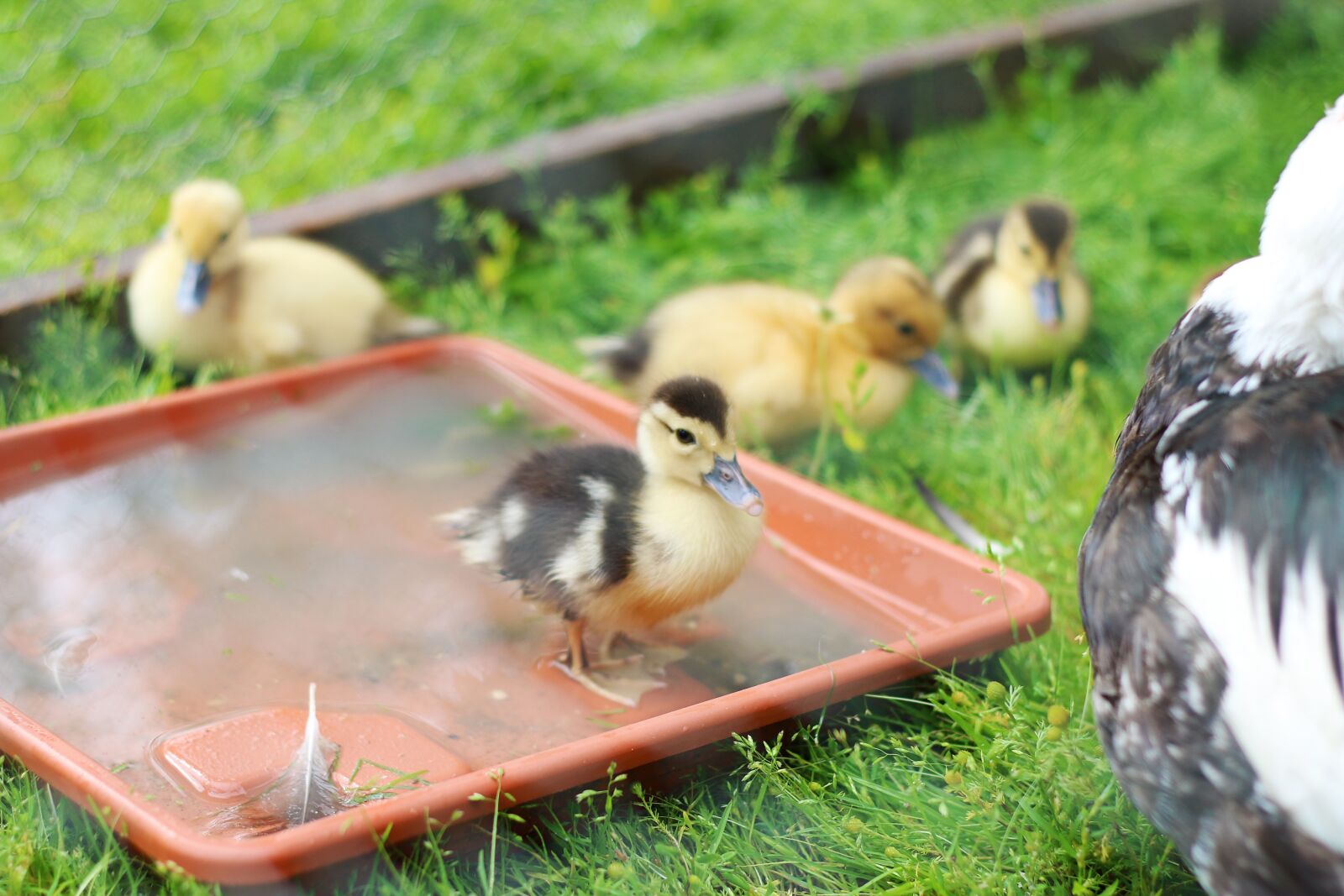 Canon EOS 70D + Canon EF 50mm F1.8 II sample photo. Duck, cub, mulard photography