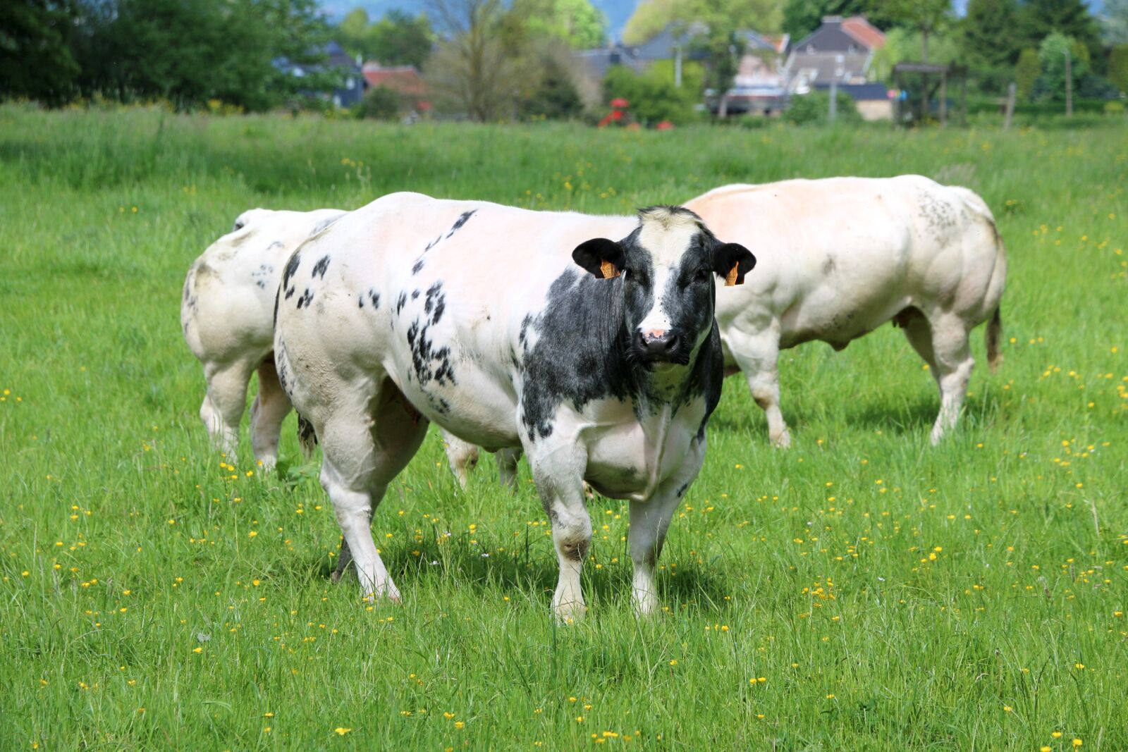 Canon EOS 70D sample photo. Cows, herds, breeding photography