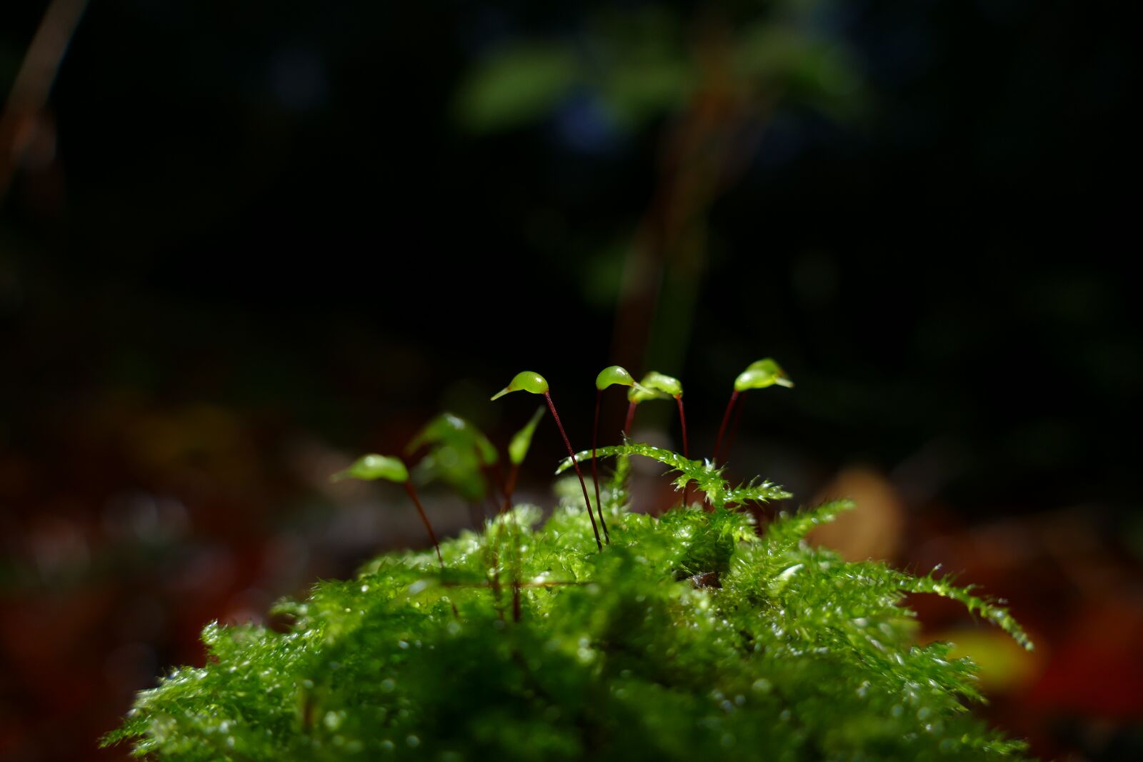 Panasonic Lumix DMC-FZ1000 sample photo. Macro, green, nature photography