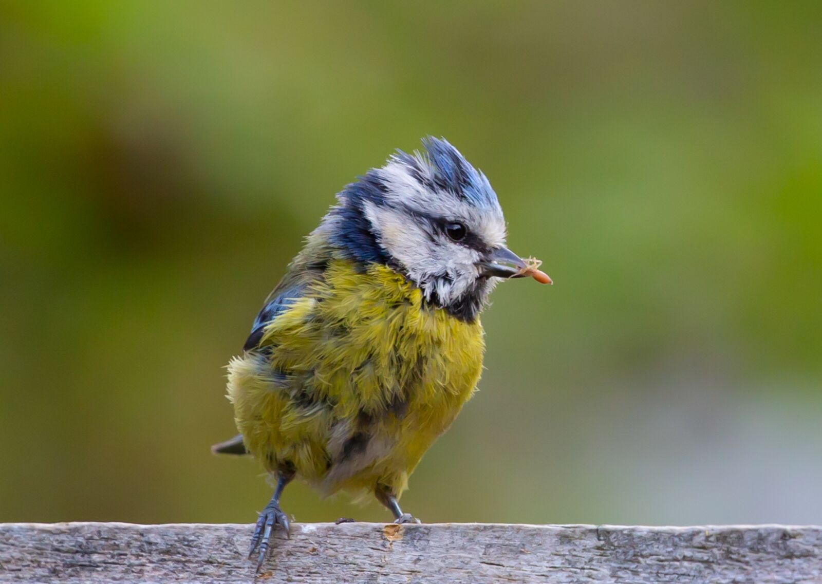 Canon EOS 5D Mark III sample photo. Blue tit, tit, small photography