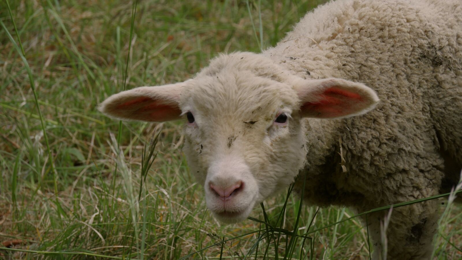 Panasonic Lumix DMC-GX8 sample photo. Sheep, cattle, animal photography