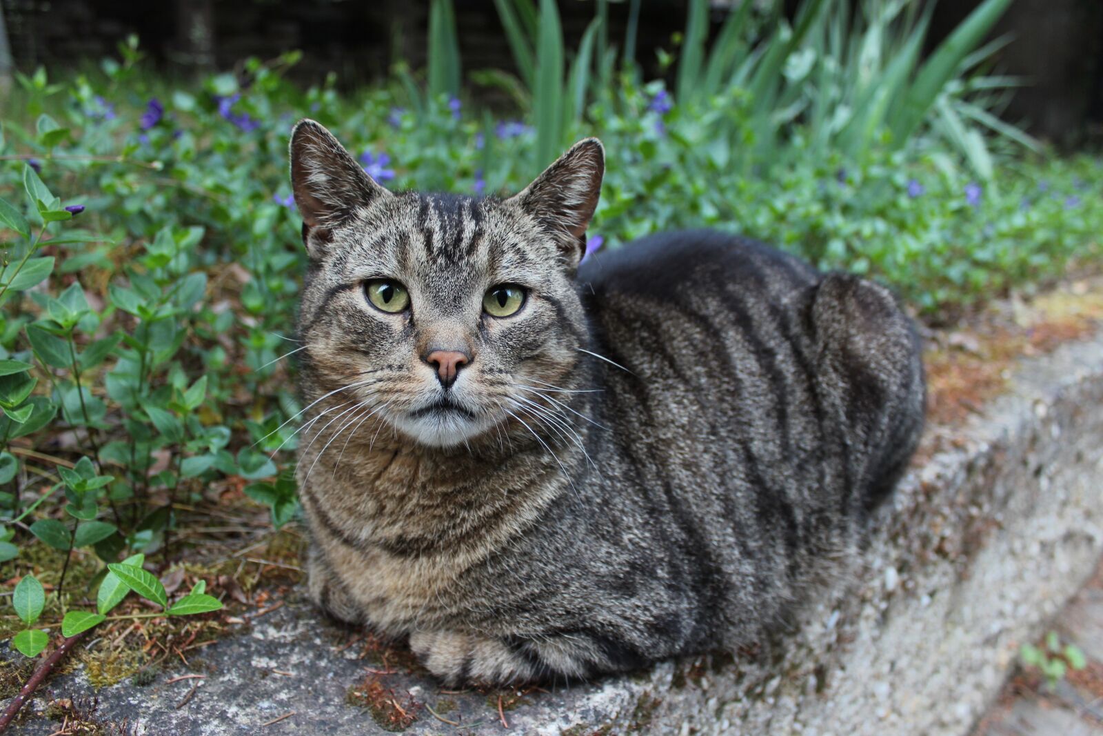 Canon EOS 600D (Rebel EOS T3i / EOS Kiss X5) sample photo. Cat, domestic cat, mieze photography