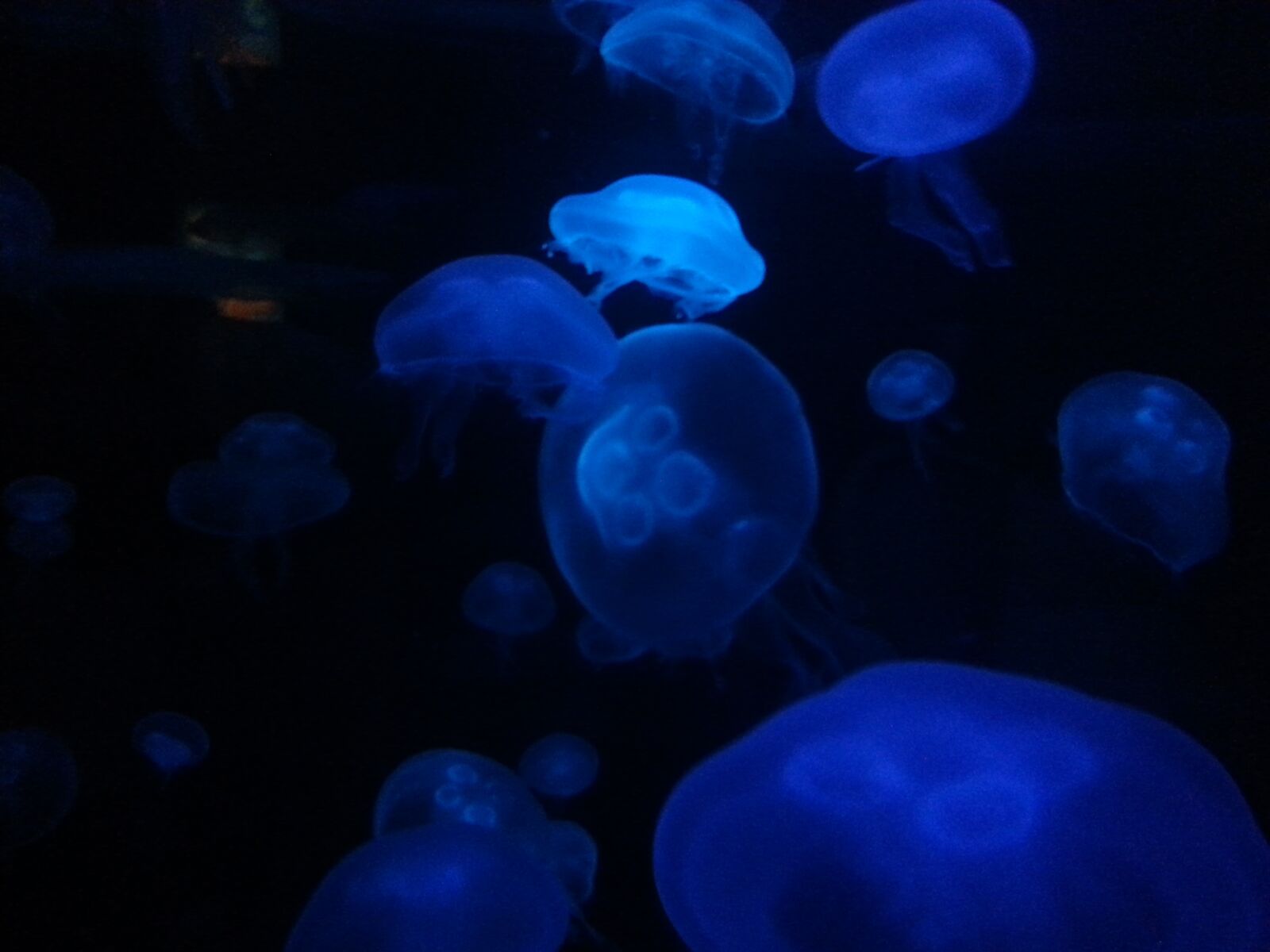 Samsung Galaxy S3 sample photo. Jellyfish, ocean, blue photography