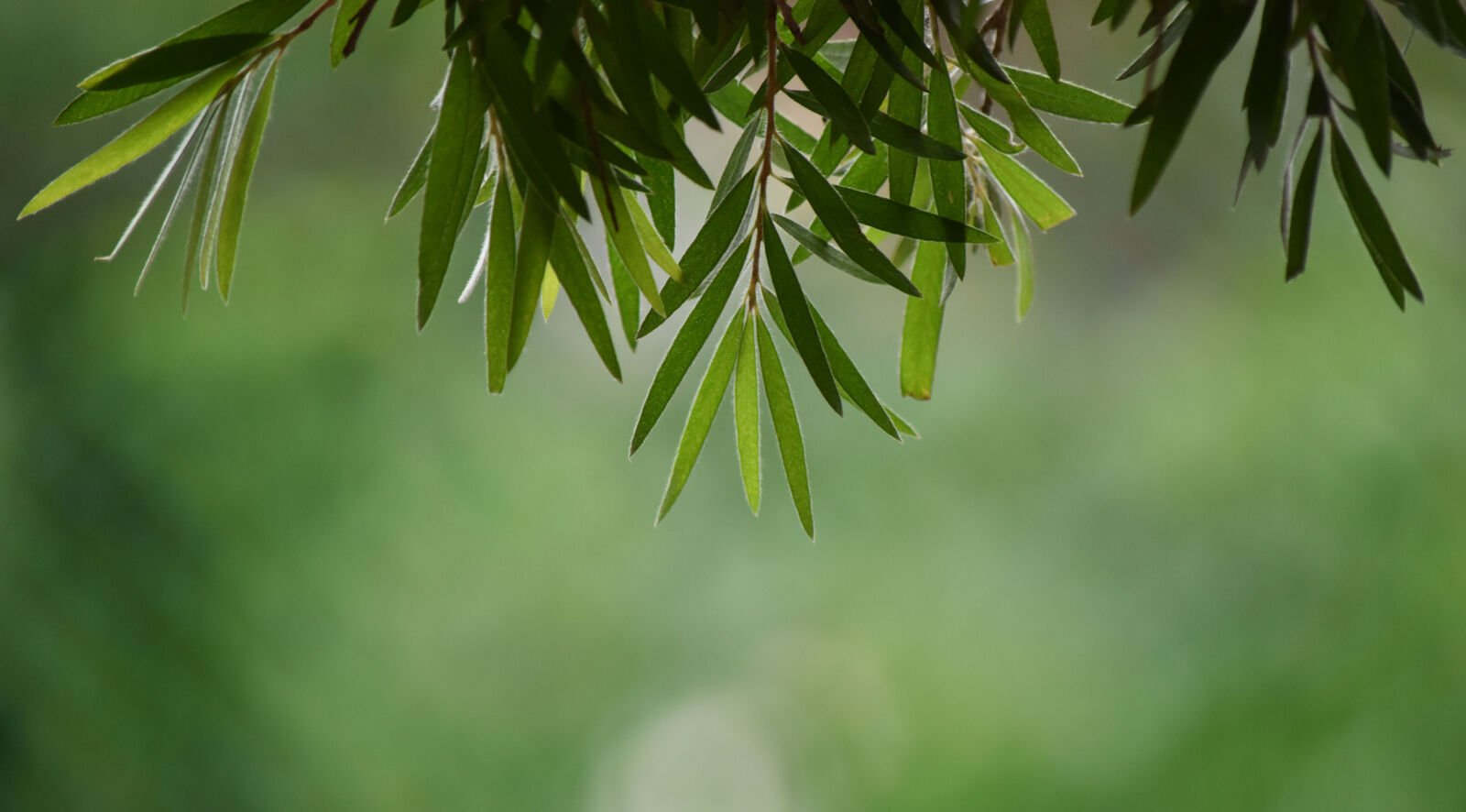 Nikon D5500 sample photo. Green, green, leaf, green photography