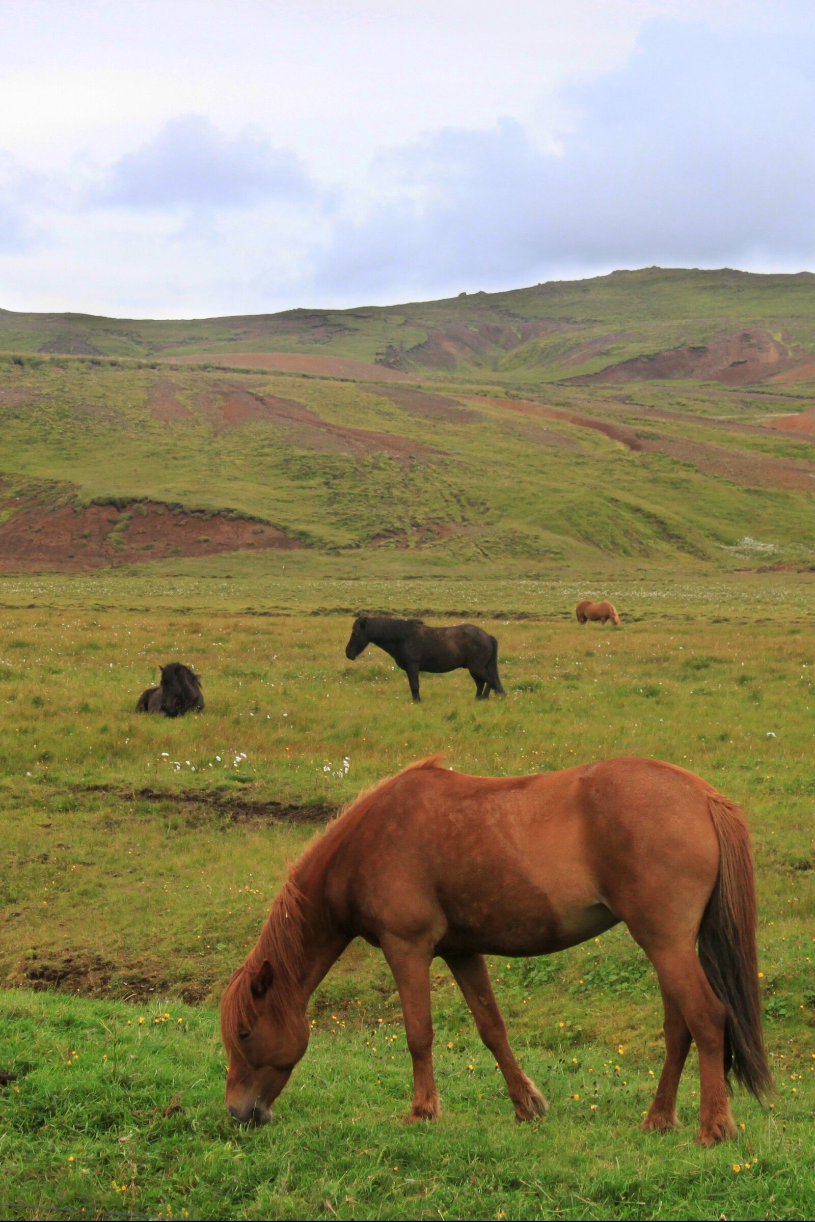 Canon EOS 500D (EOS Rebel T1i / EOS Kiss X3) sample photo. Horses, hills, iceland photography