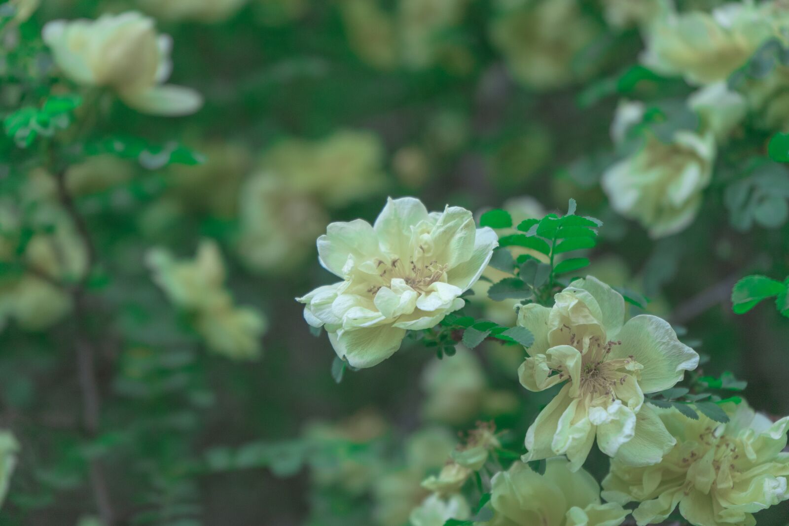 Sony a7 II + Sony FE 28-70mm F3.5-5.6 OSS sample photo. Flower, flowers, green photography