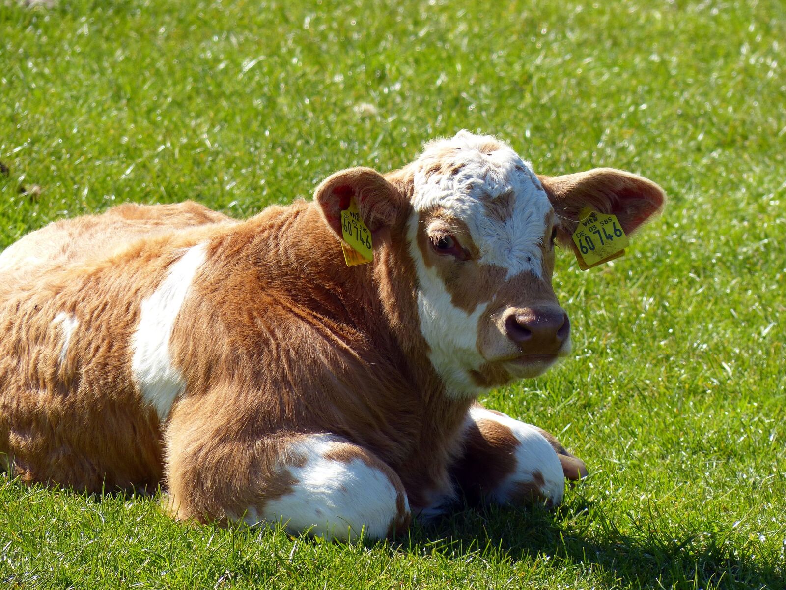 Panasonic Lumix DMC-FZ200 sample photo. Calf, beef, agriculture photography