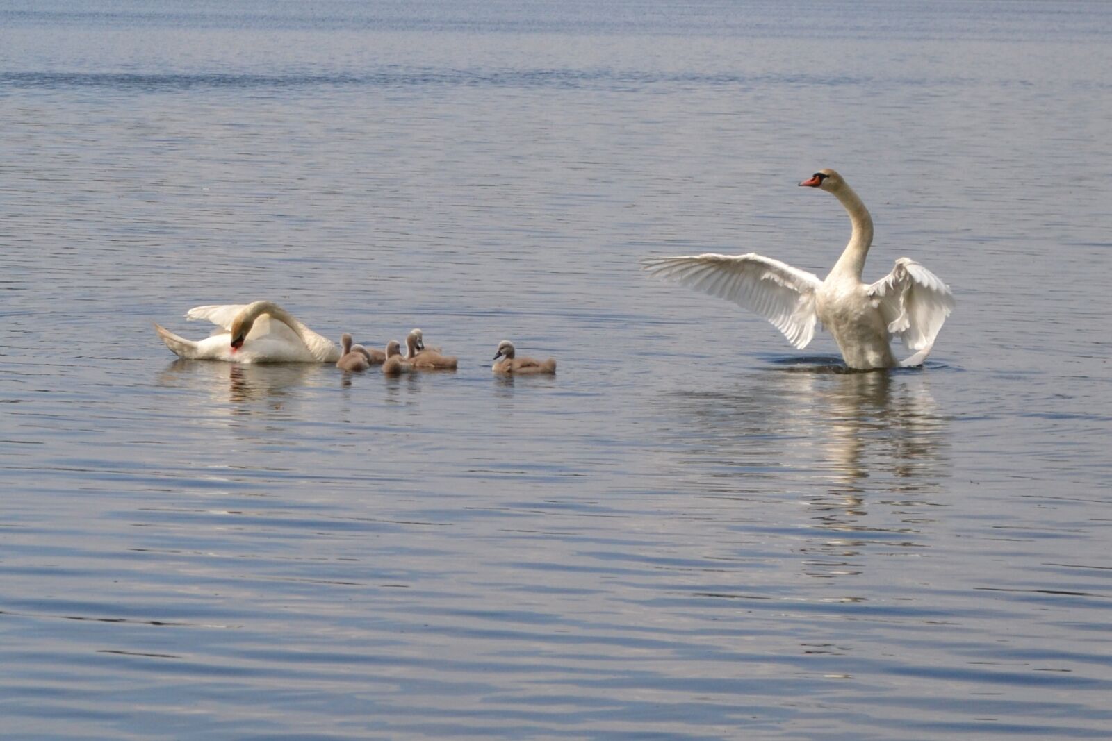 Nikon D3100 sample photo. Pond, swan, mute swan photography