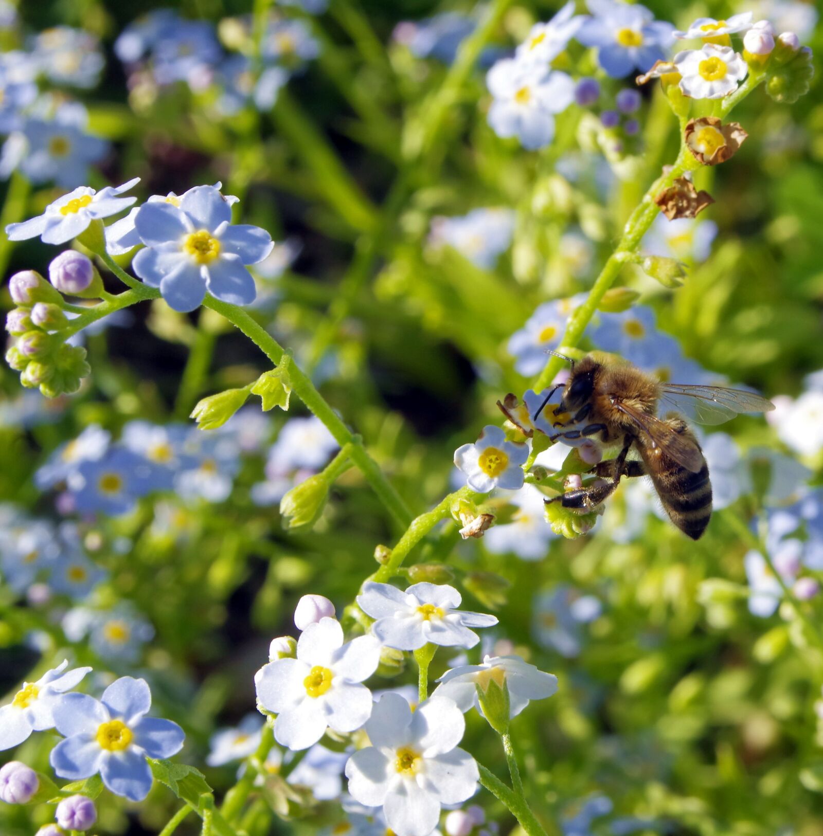 Pentax K-S2 sample photo. Nots, flowers, bee photography