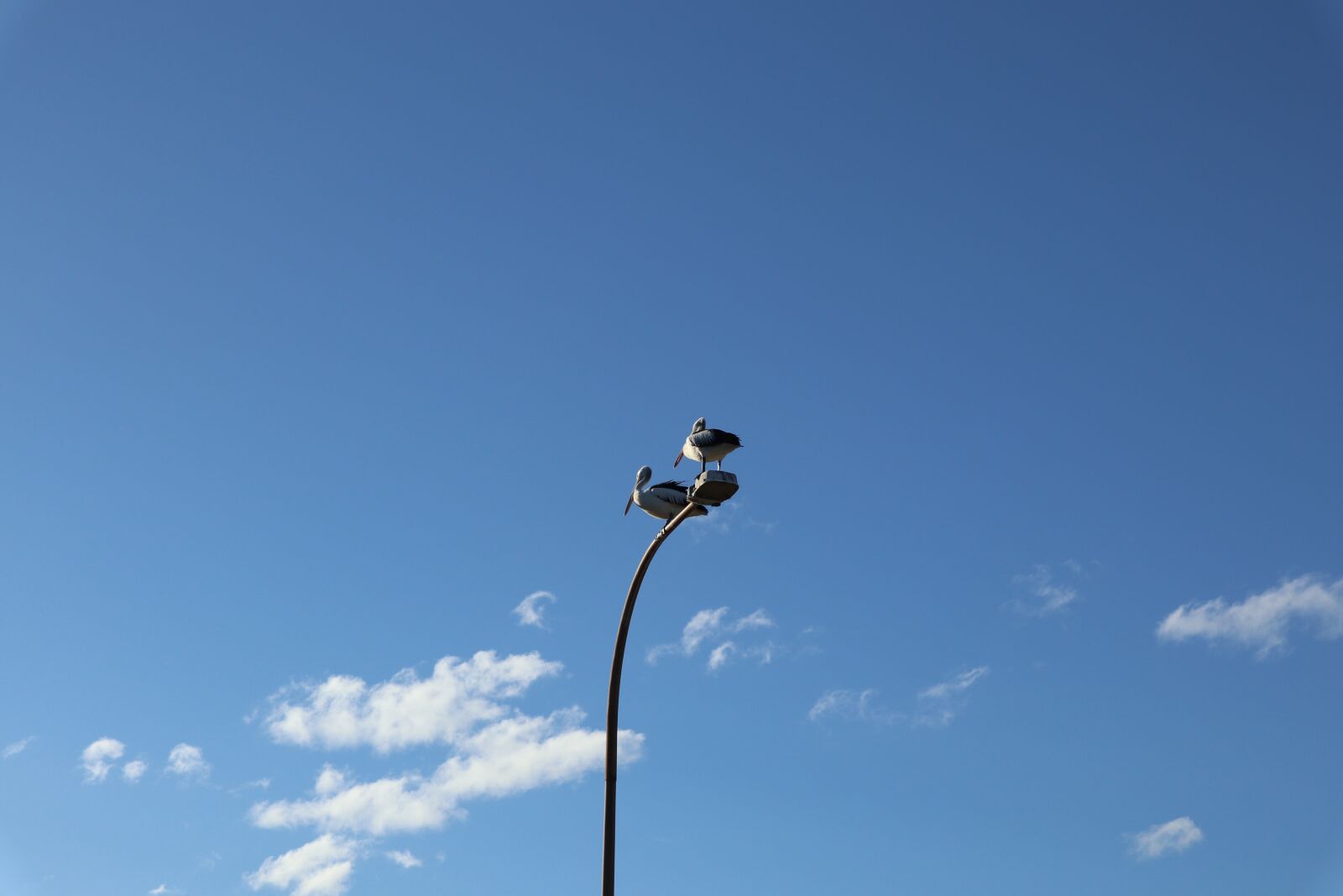 Canon EOS M6 + Canon EF-M 15-45mm F3.5-6.3 IS STM sample photo. Seagull, sky, nature photography