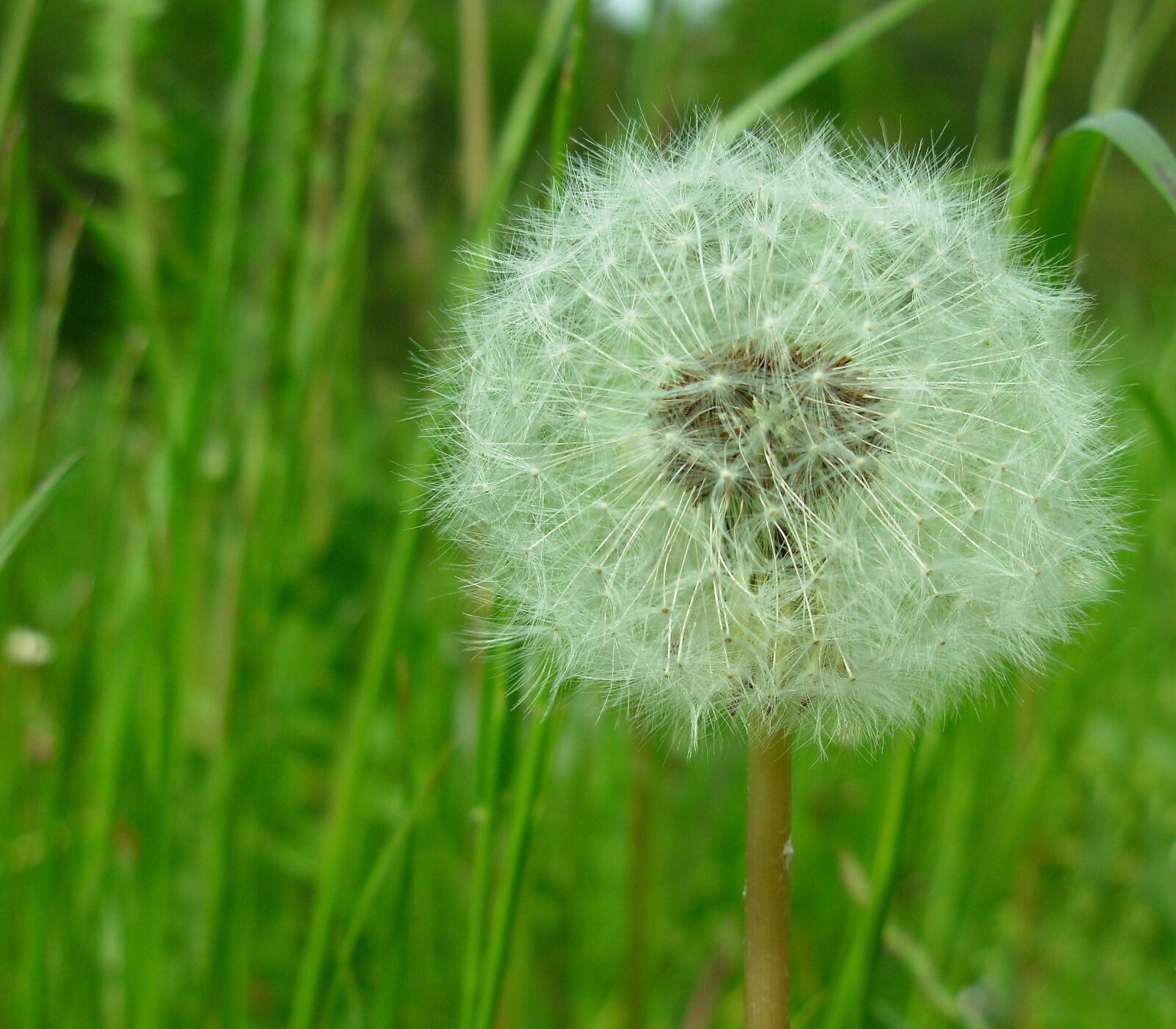Nikon COOLPIX L1 sample photo. Flower, grass, green photography