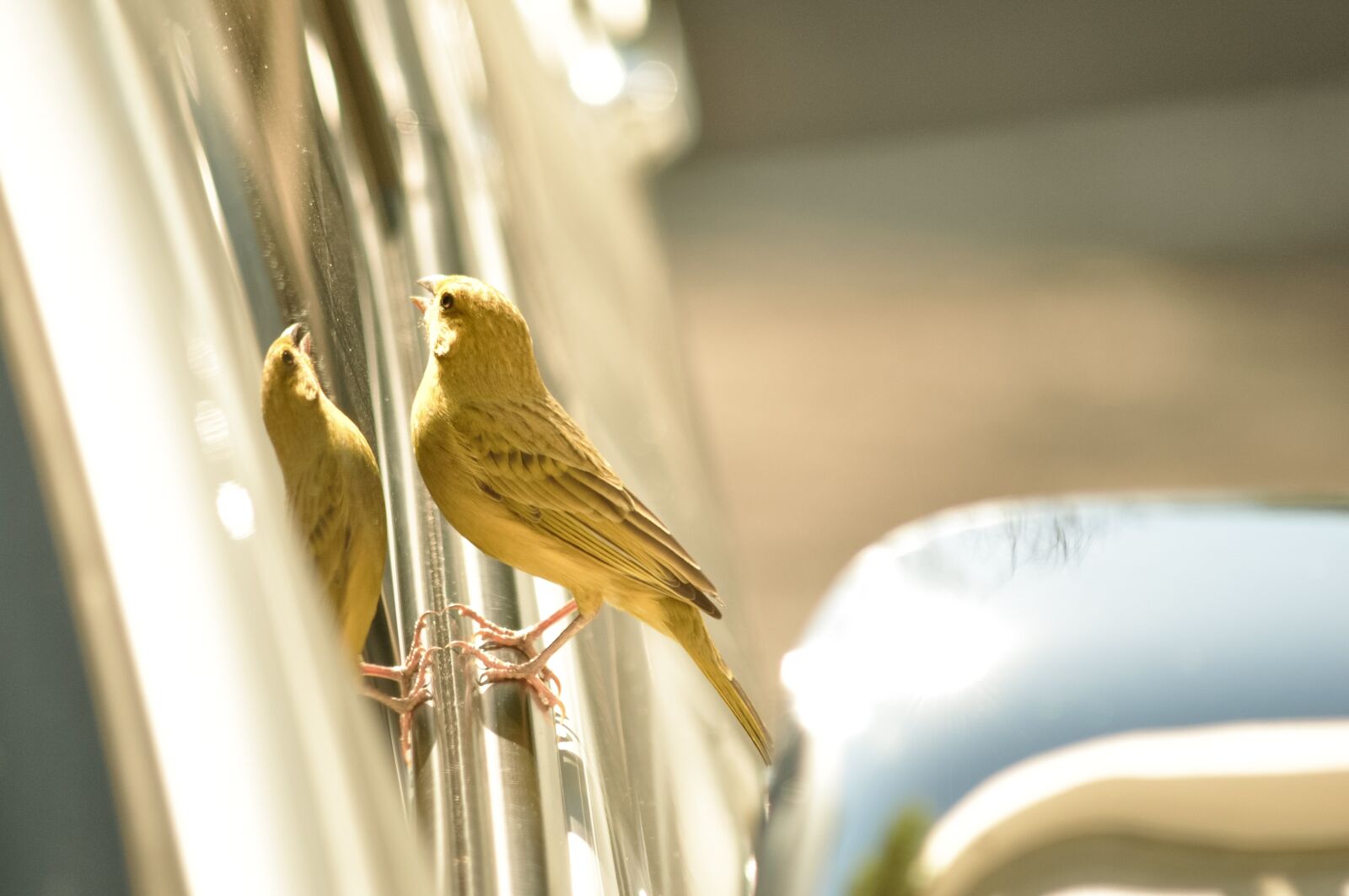 Nikon D5000 sample photo. Canario land, sicalis, canario photography