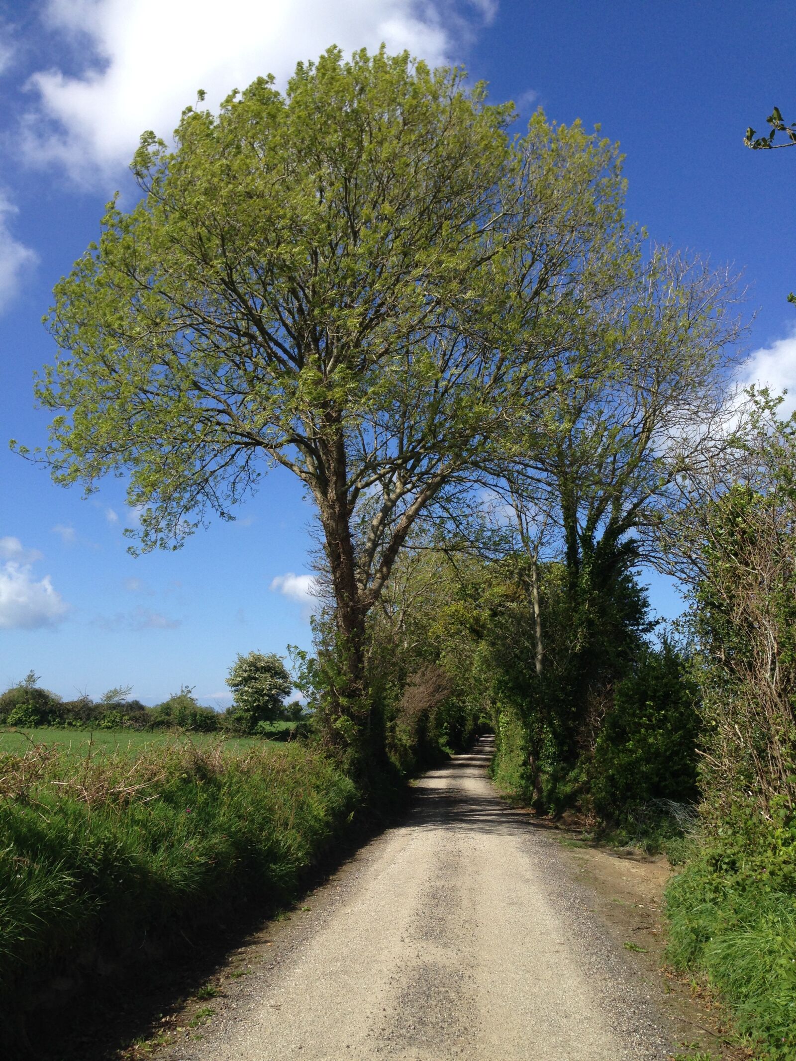 iPhone 5 back camera 4.12mm f/2.4 sample photo. Tree, road, way photography