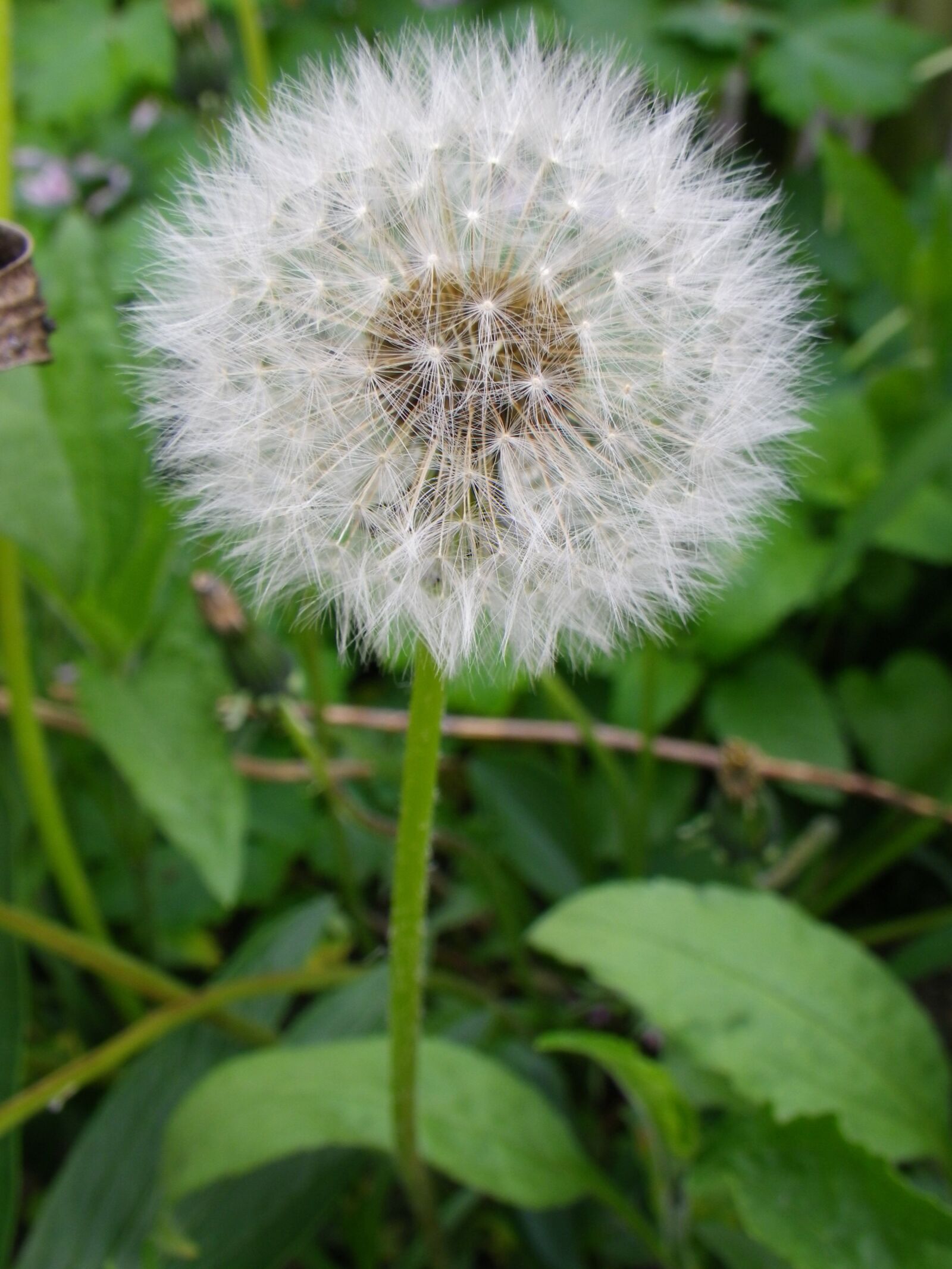 Pentax Optio W90 sample photo. Dandelion, pointed flower photography