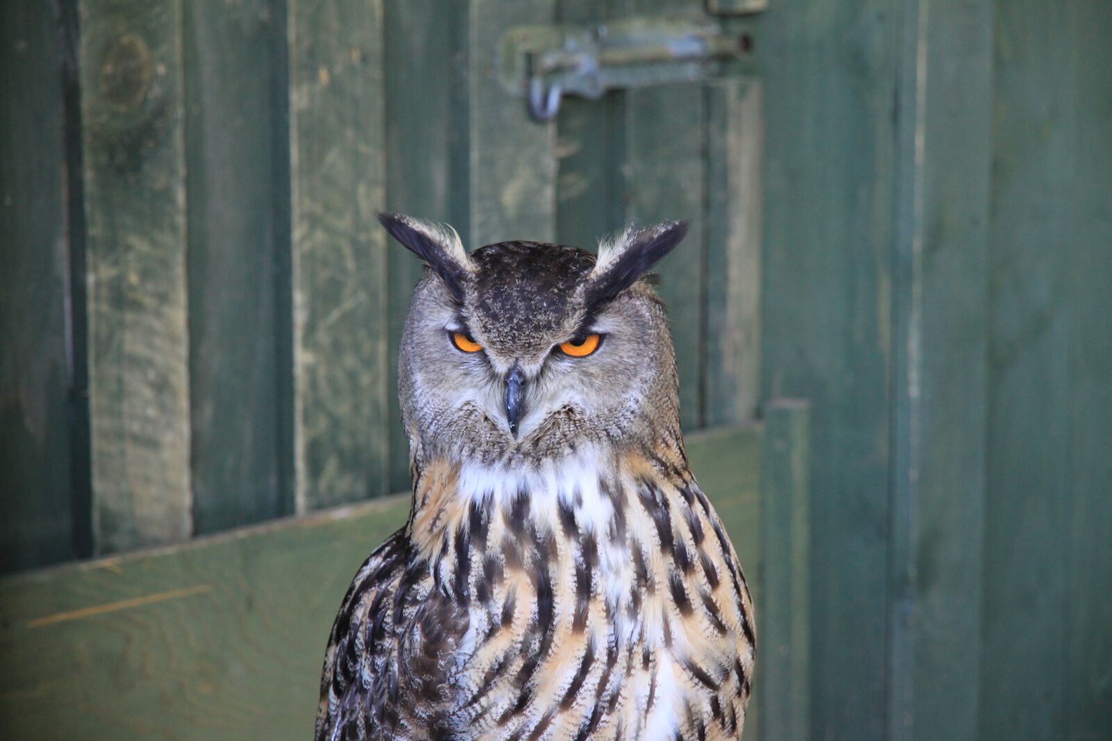 Canon EOS 500D (EOS Rebel T1i / EOS Kiss X3) sample photo. Animal world, animal photography