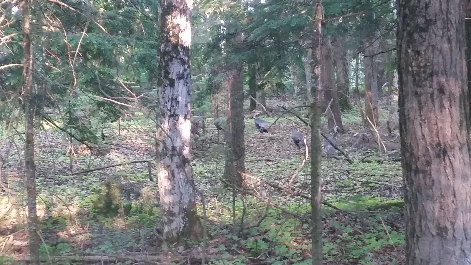Samsung Galaxy S5 sample photo. Wild, nature, woodland photography