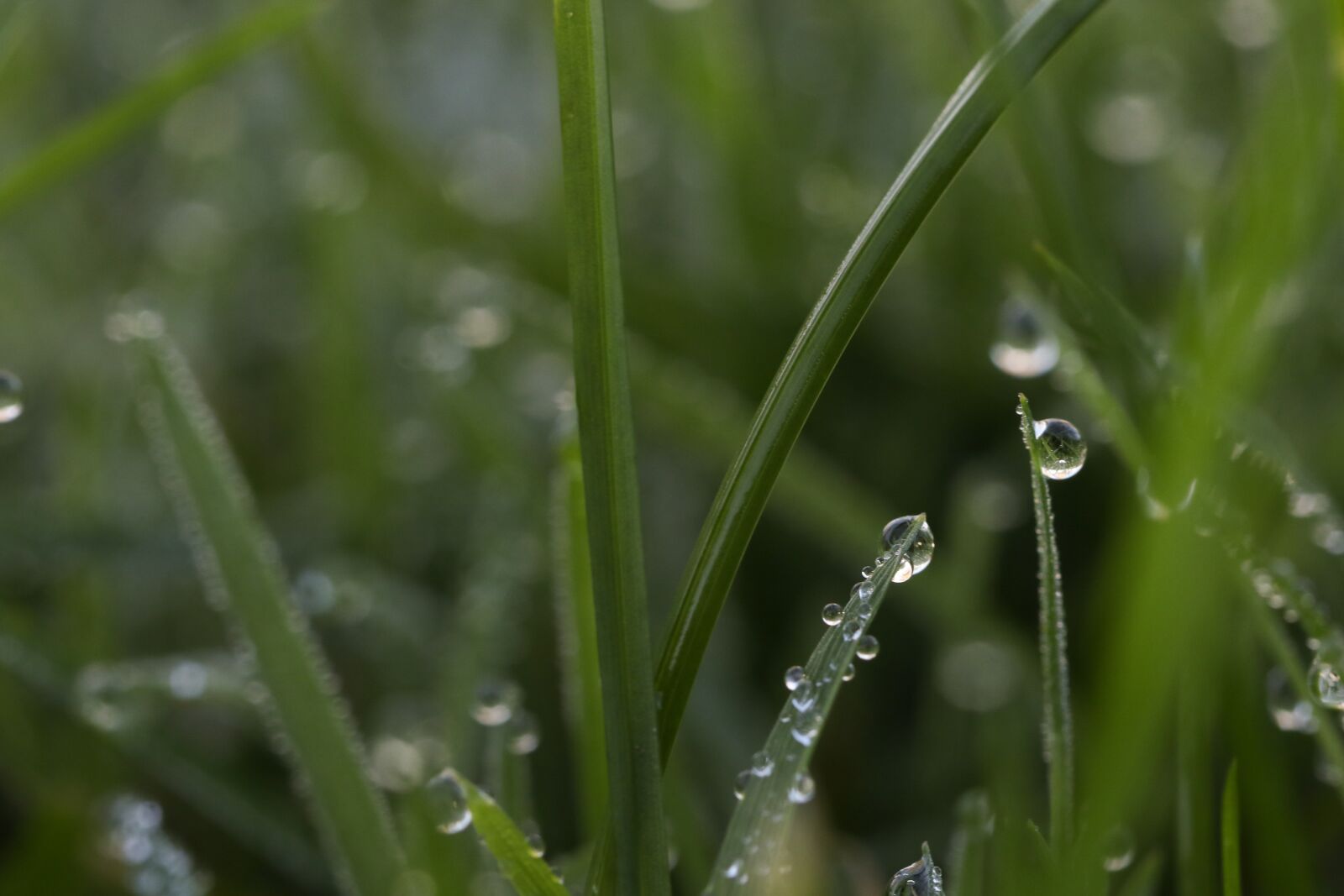 Canon EOS 7D Mark II sample photo. Grass, waterdrop, autumn photography