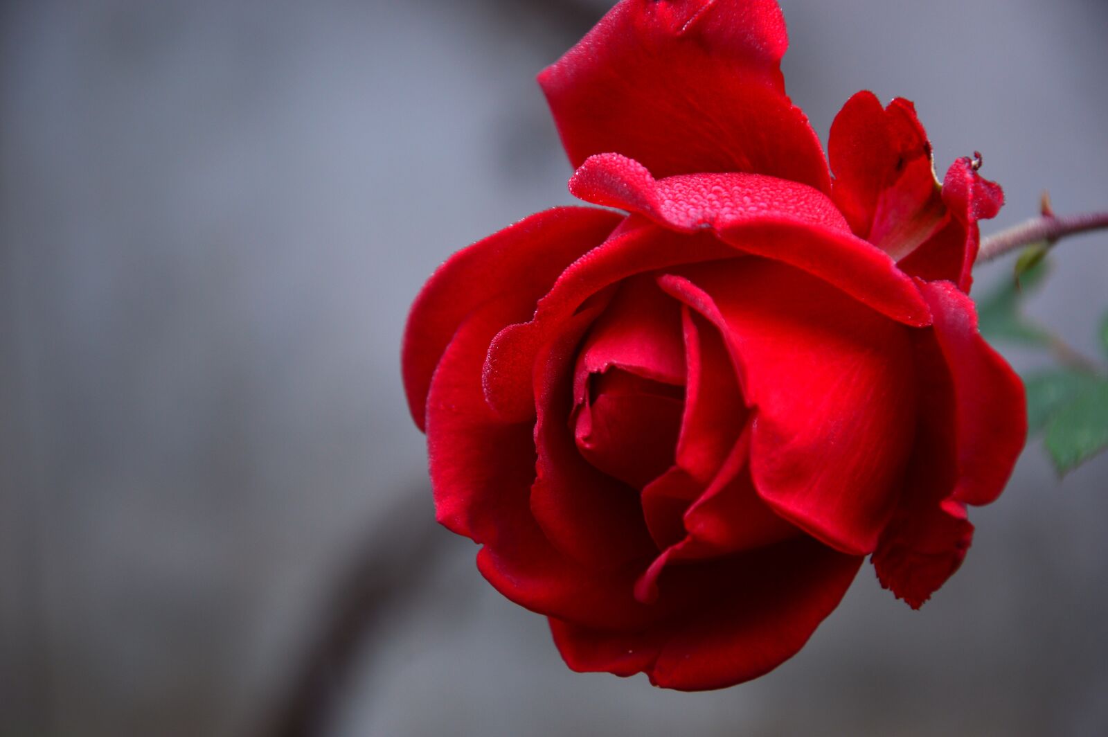 Nikon D3200 sample photo. Rose, blossom, bloom photography