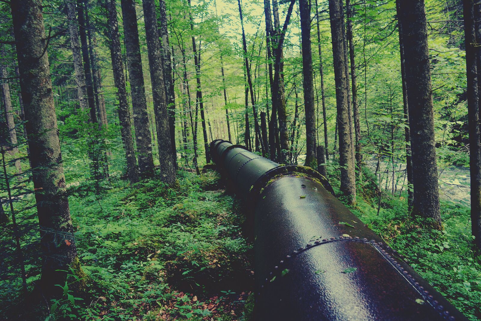 Nikon D5200 sample photo. Water pipeline, forest, metal photography