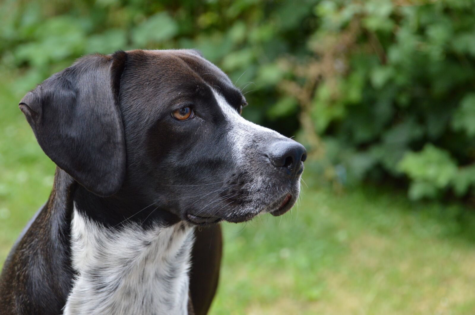 Nikon D3200 sample photo. Dog, hunting dog, dressage photography