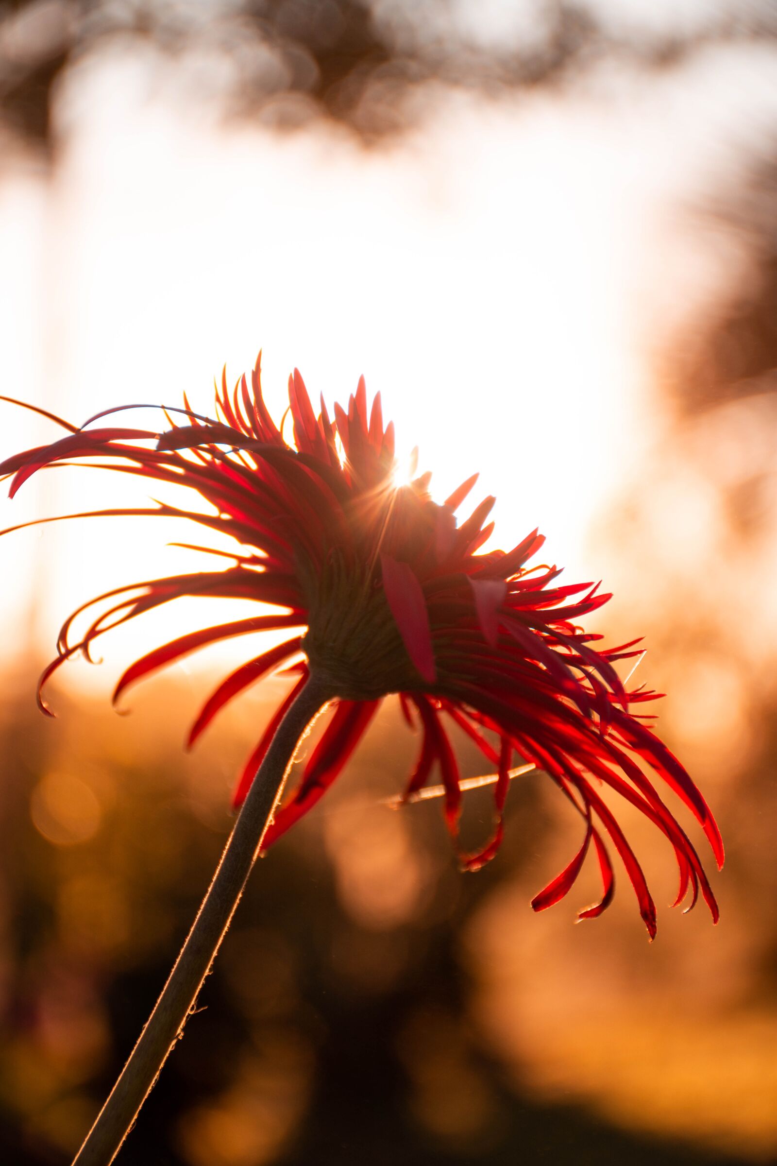Nikon D7200 sample photo. Flower, plant, bloom photography