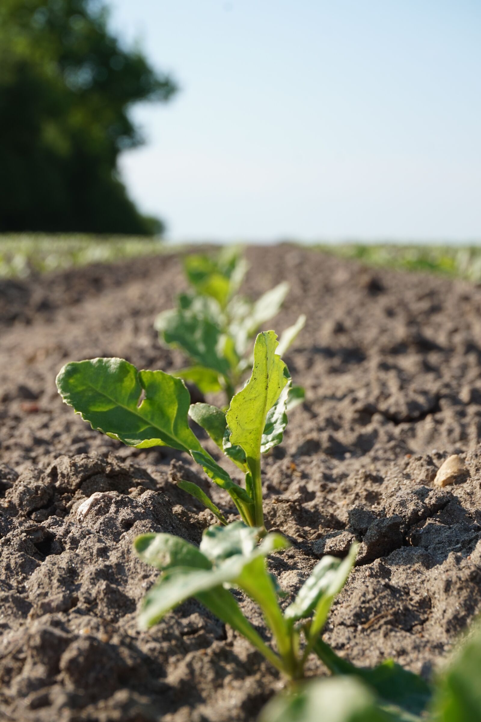 Sony Alpha a5000 (ILCE 5000) sample photo. Sugar beet, field, seedlings photography