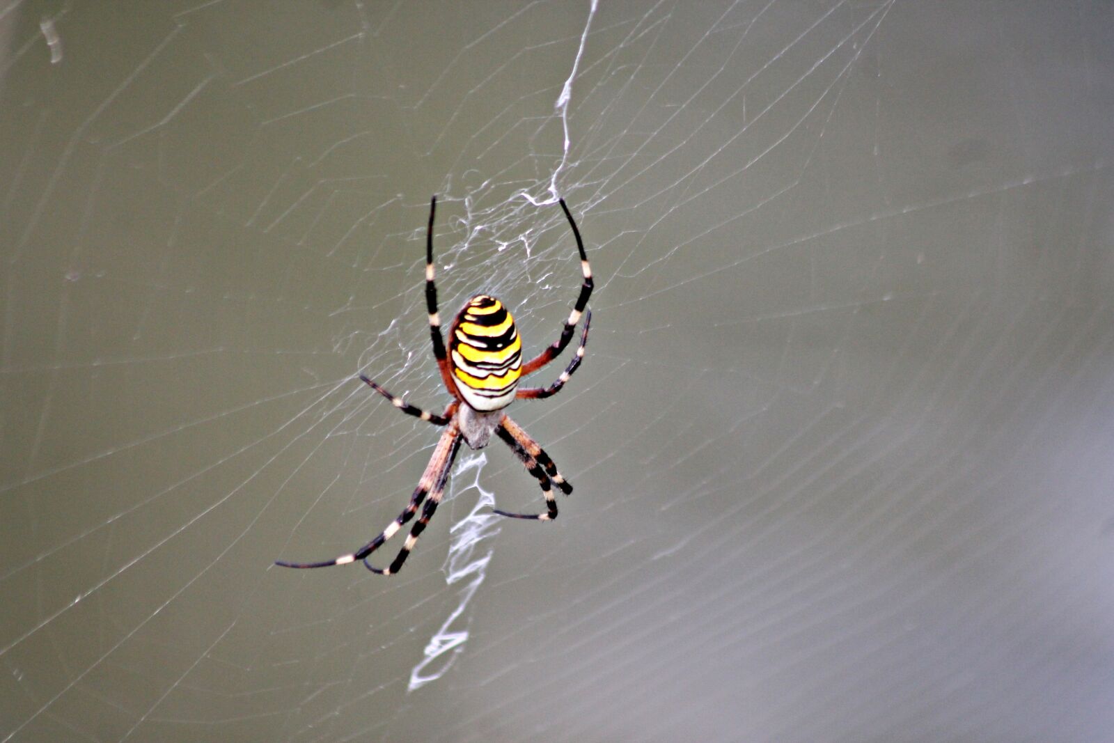 Canon EOS 1100D (EOS Rebel T3 / EOS Kiss X50) sample photo. Spider, cobweb, web photography