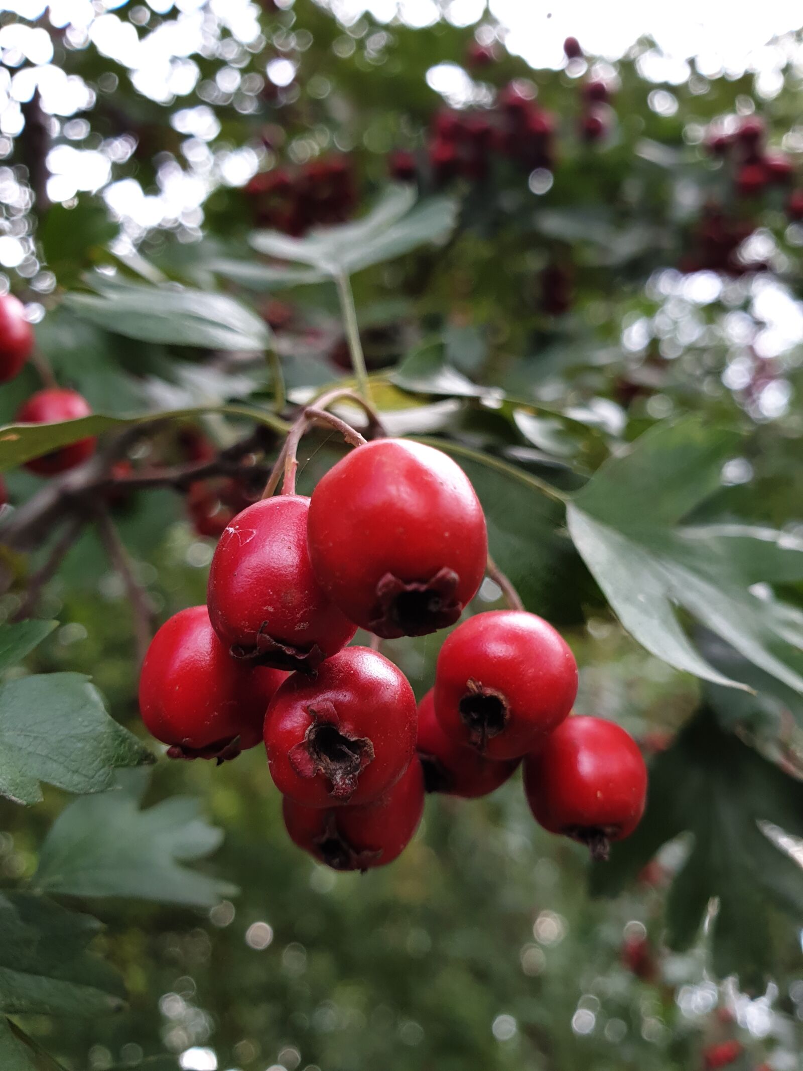 Samsung Galaxy Note9 sample photo. Hawthorn, crataegus, the fruit photography