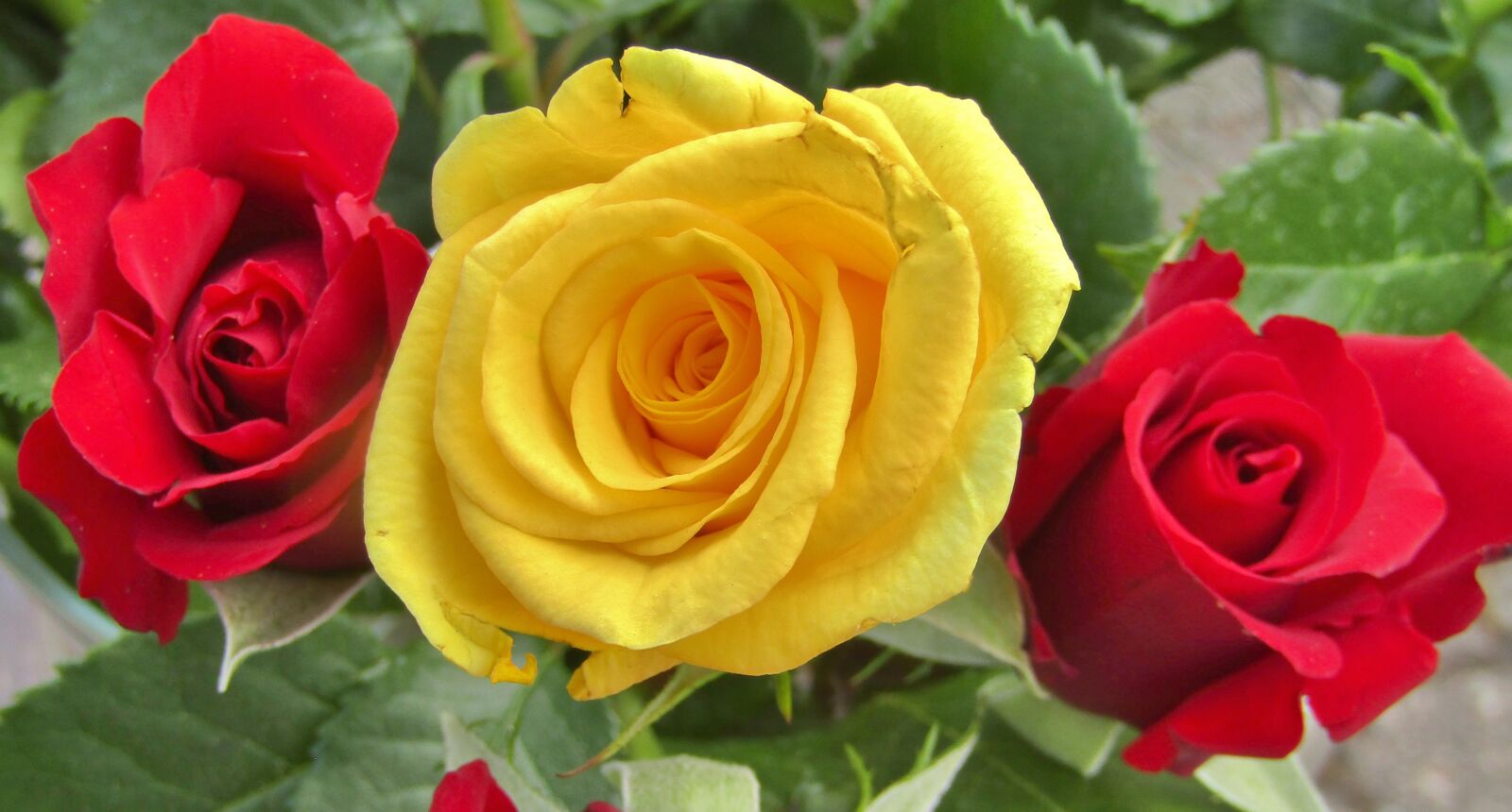 Canon POWERSHOT SX432 IS sample photo. Flowers, roses, yellow photography