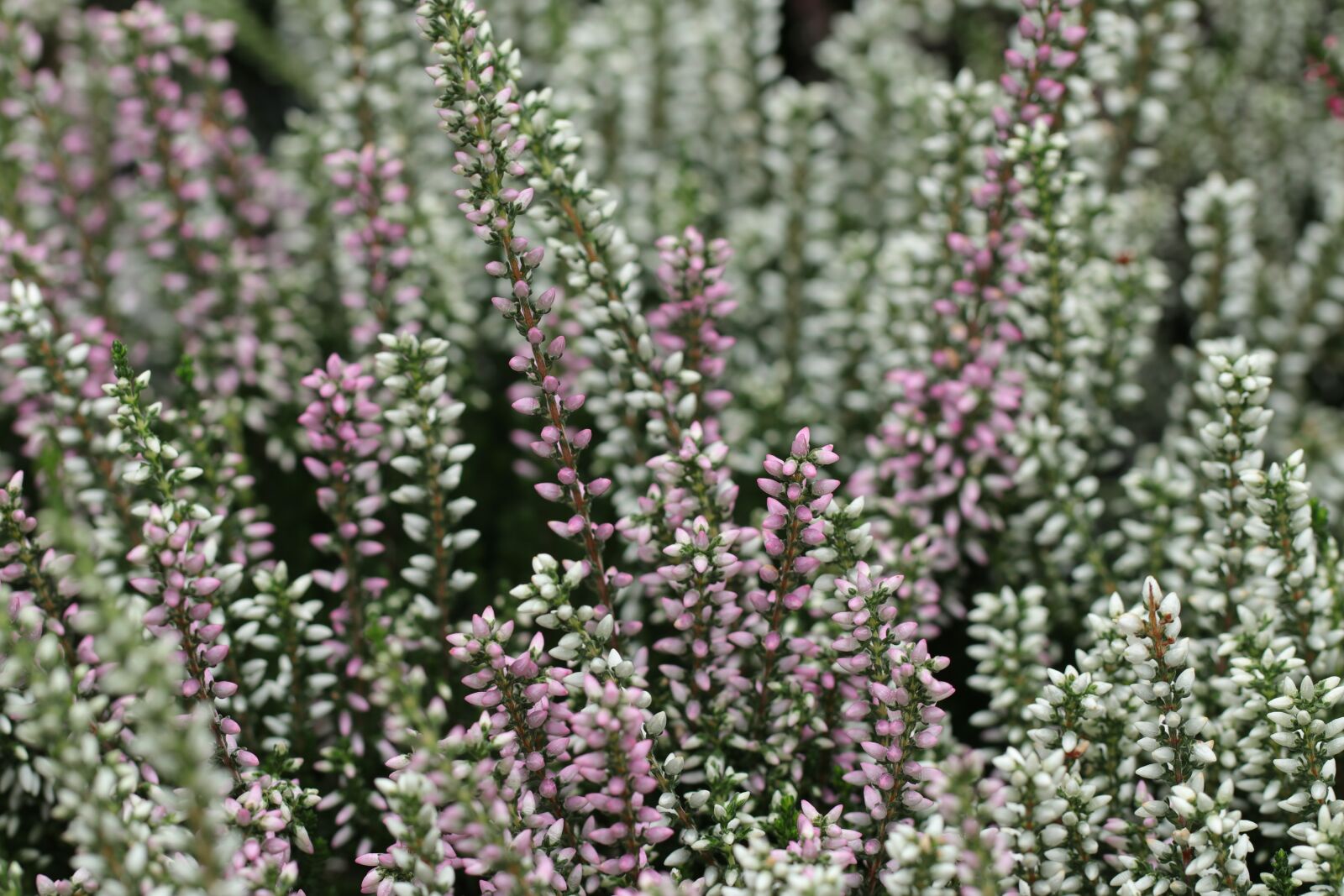 Canon EF 100mm F2.8L Macro IS USM sample photo. She, heide, hei photography