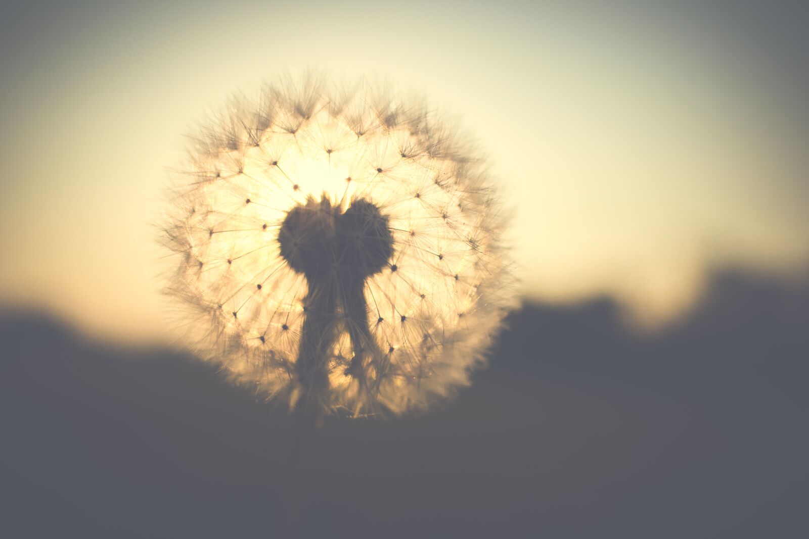 Canon EF-S 24mm F2.8 STM sample photo. Dandelion, backlighting, nature photography