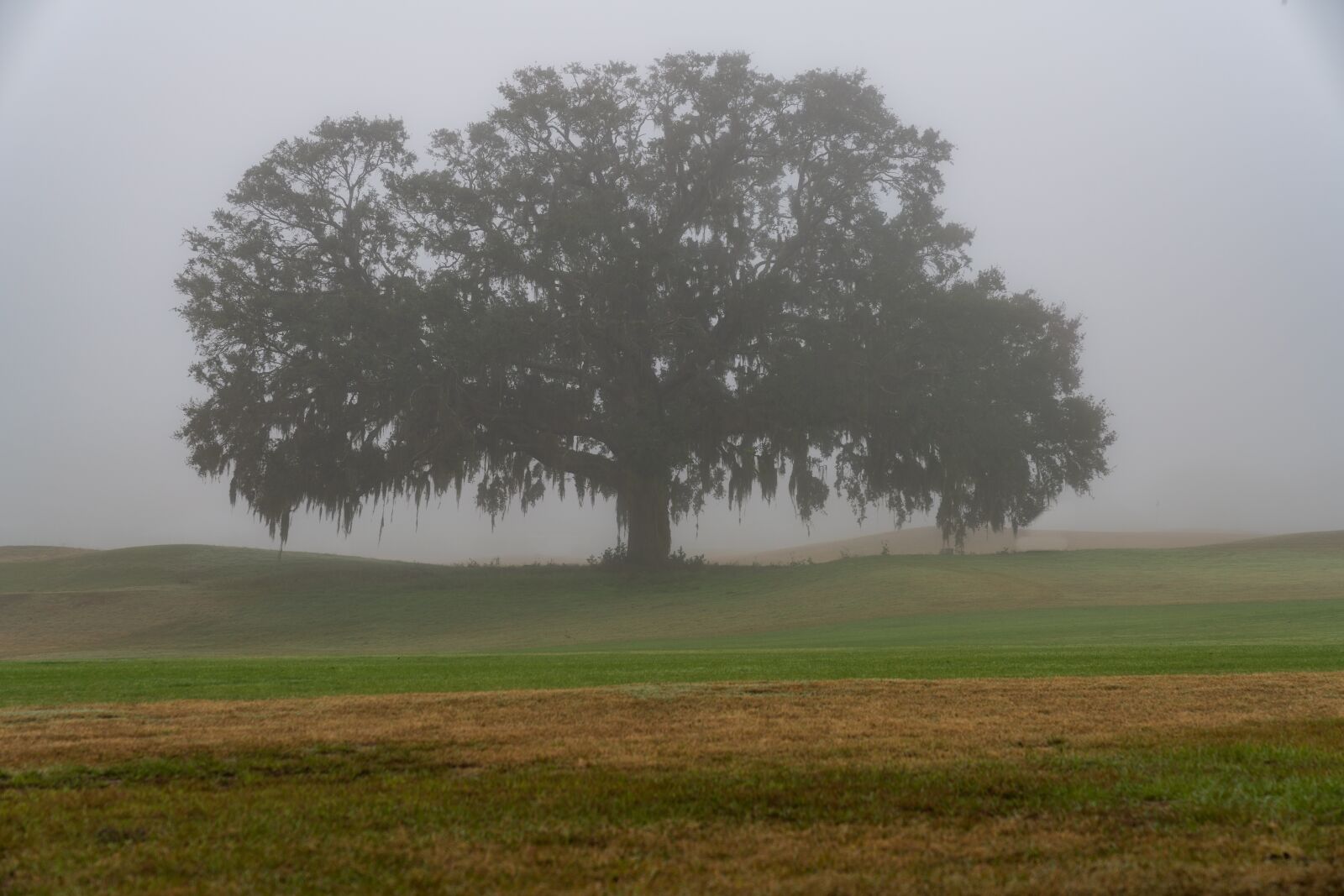 Sony a7R III + Sony FE 24-70mm F2.8 GM sample photo. Tree, fog, landscape photography
