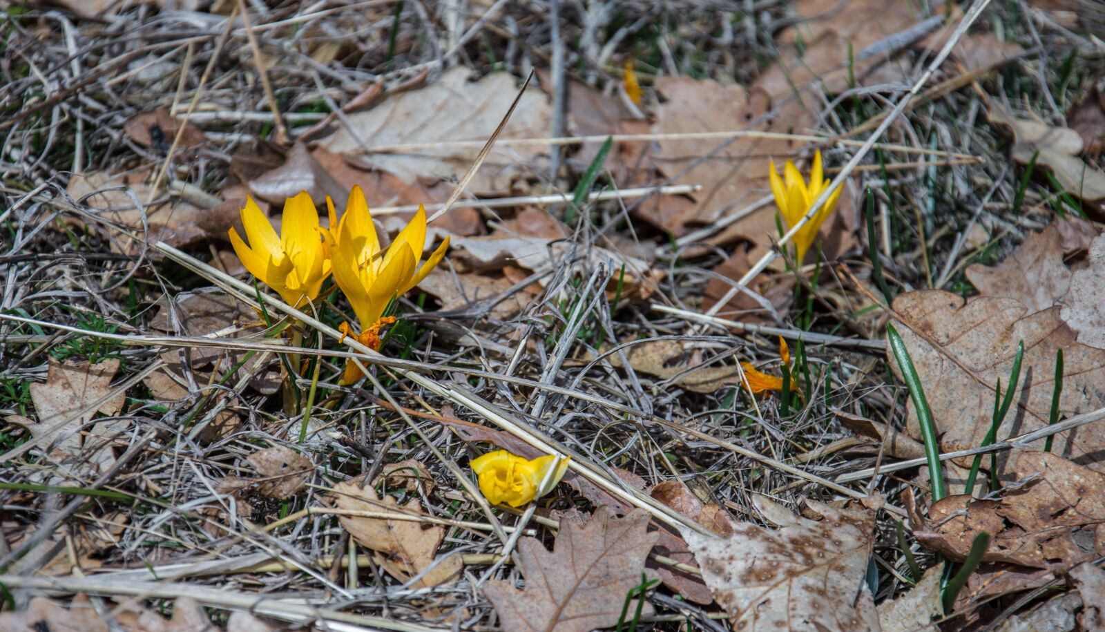 Nikon D7200 sample photo. Spring, yellow flowers, nature photography