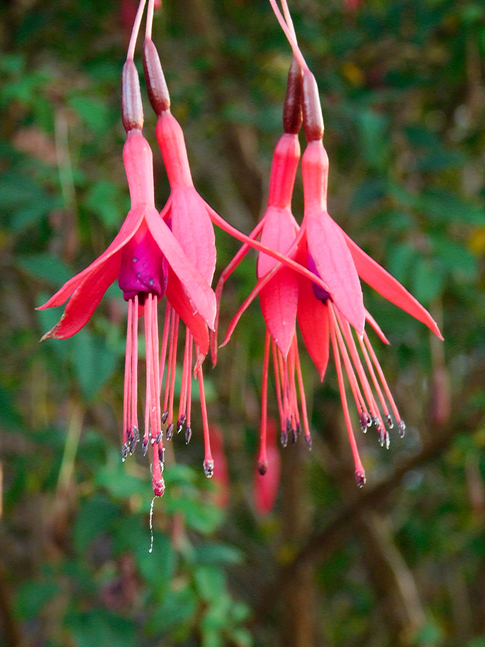 Nikon Coolpix L840 sample photo. Flowers, pink, autumn flowers photography