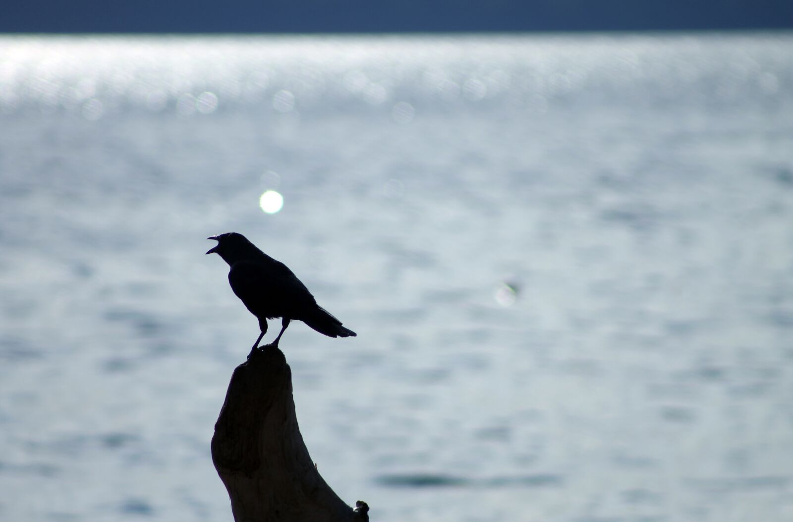 Canon EOS 1100D (EOS Rebel T3 / EOS Kiss X50) sample photo. Bird, crow, silhouette photography