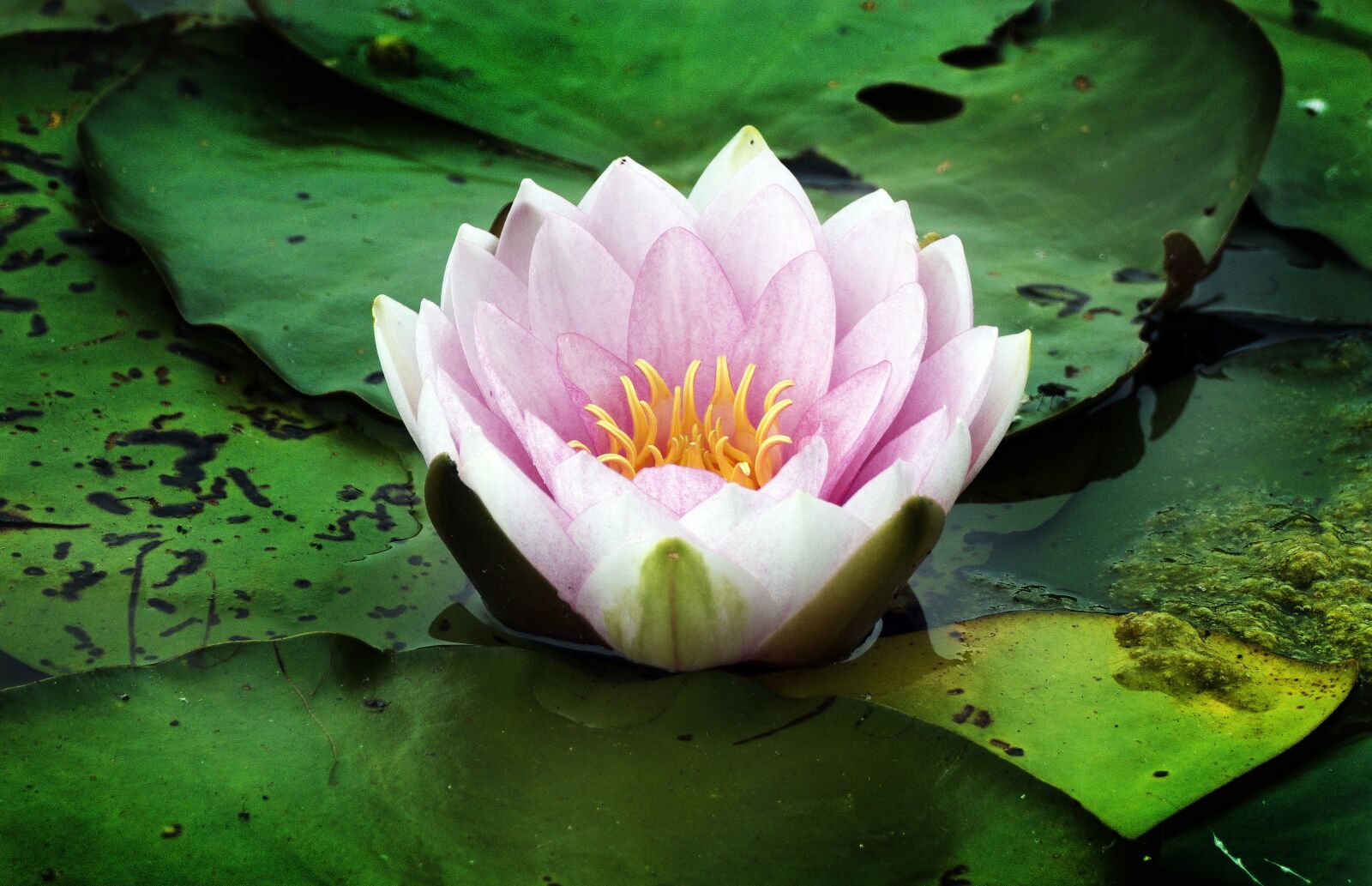 Panasonic Lumix DMC-FZ1000 sample photo. Water lily, aquatic plant photography
