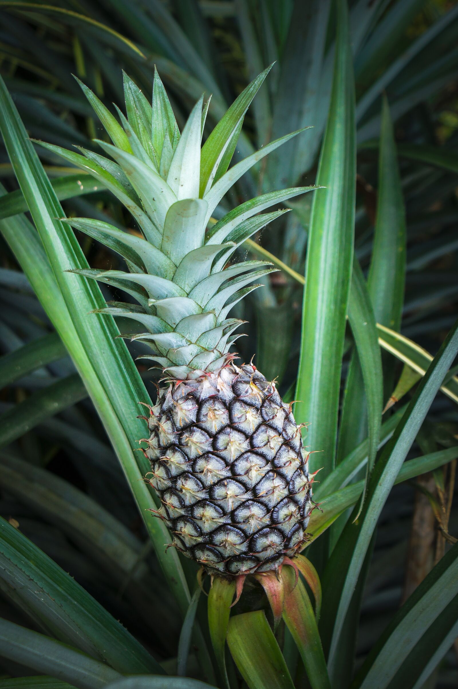 Sony SLT-A33 sample photo. Pineapple, tropical, fruit photography