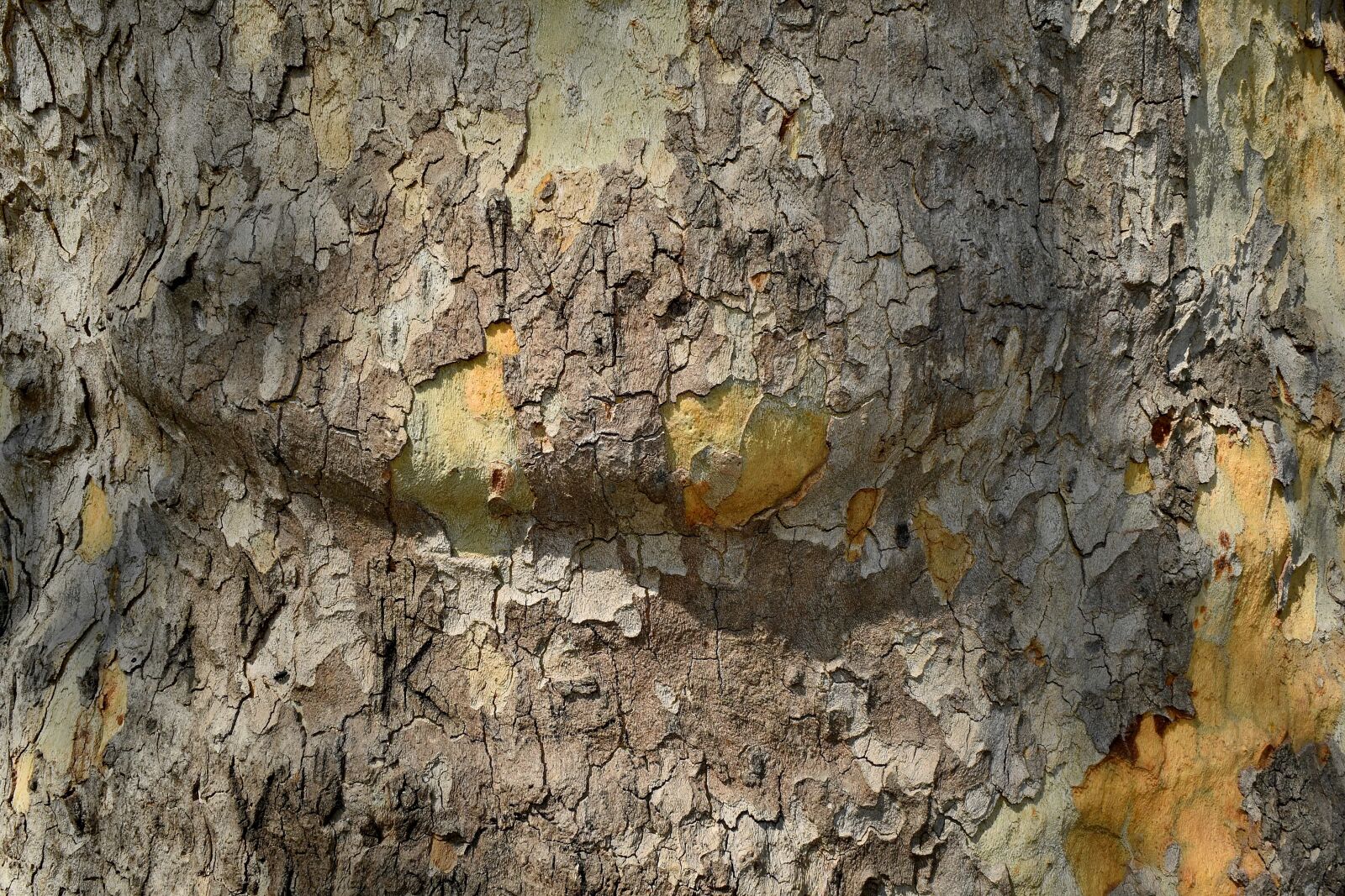 Nikon D5500 sample photo. Bark, texture, rough, old photography