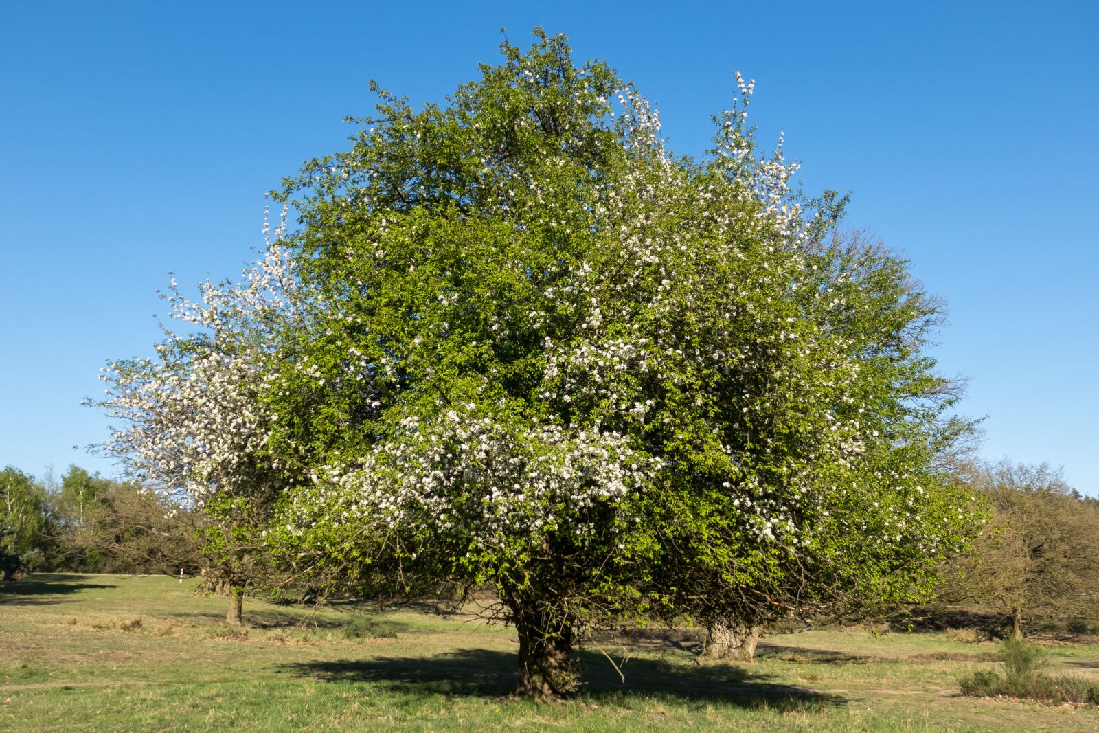 Canon PowerShot G3 X sample photo. Fruit tree blossoming, apple photography