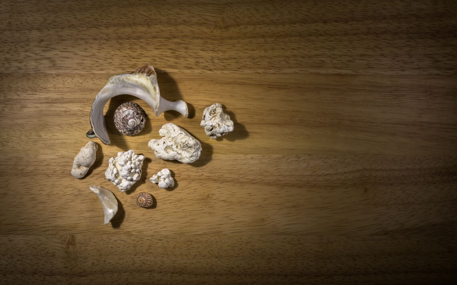 Sony Alpha NEX-5N sample photo. Shells, clam, coral photography