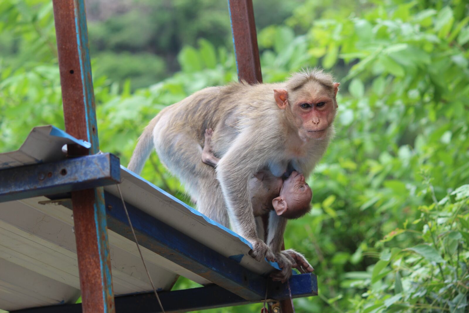 Canon EOS 700D (EOS Rebel T5i / EOS Kiss X7i) sample photo. Monkey, monkey mother baby photography