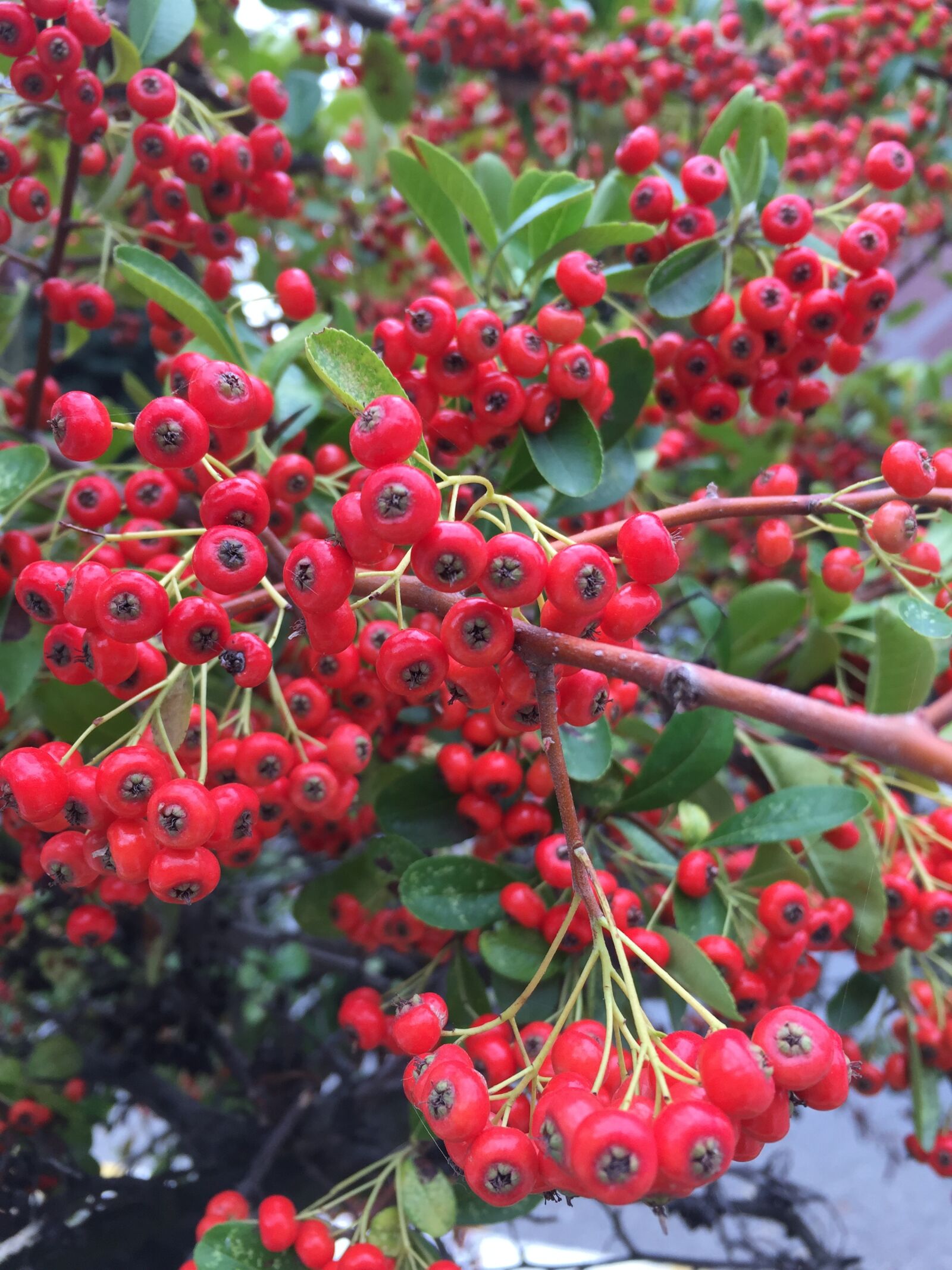 iPhone 6 back camera 4.15mm f/2.2 sample photo. Fruit, autumn, nature photography