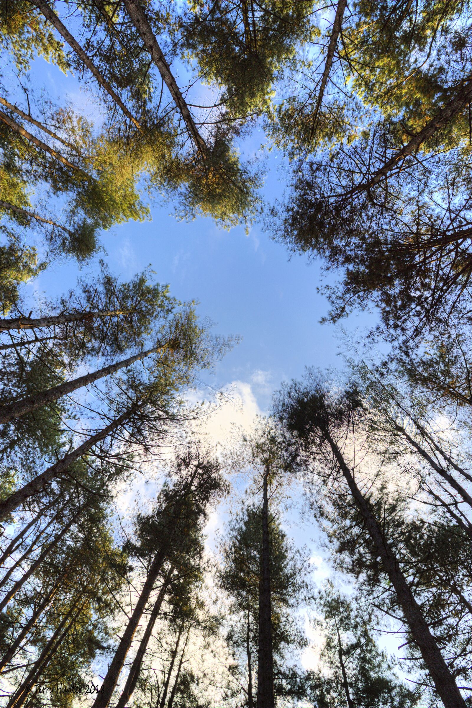 Canon EOS 5D Mark III sample photo. Woods, trees, sky photography