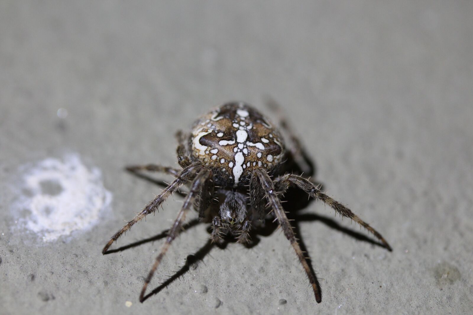 Canon EOS 650D (EOS Rebel T4i / EOS Kiss X6i) sample photo. Araneus, spider, animal photography