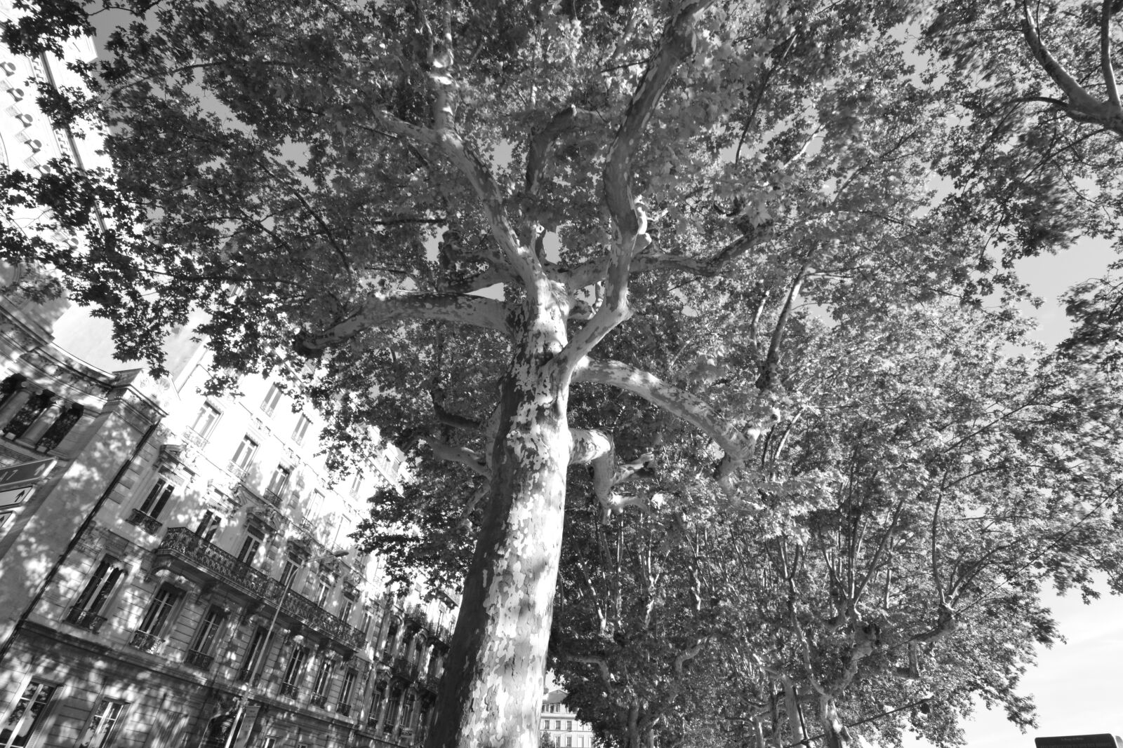 Nikon D3100 sample photo. Tree, plane tree, lyon photography