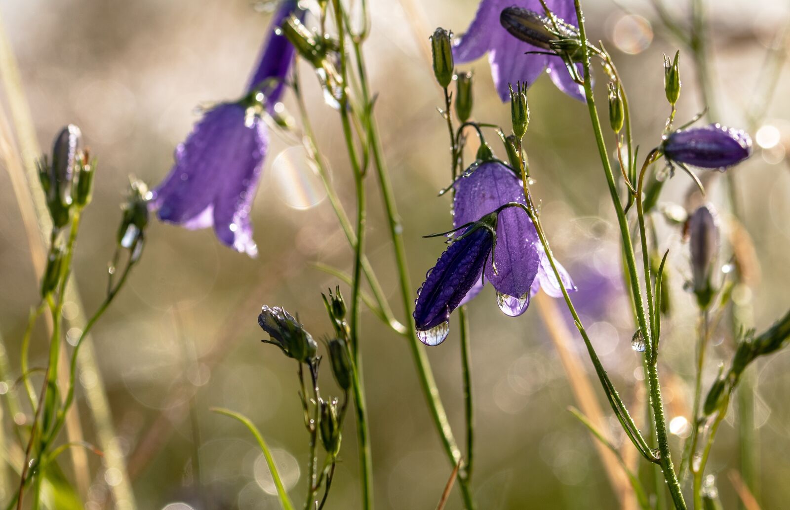 Canon EOS 750D (EOS Rebel T6i / EOS Kiss X8i) sample photo. Bluebells, campanula, raindrop photography