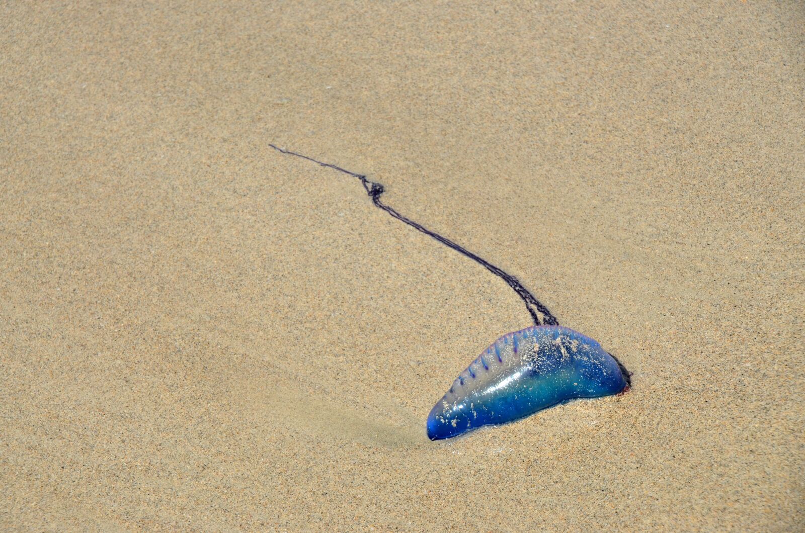 Nikon D5100 sample photo. Portuguese, galley, cuba photography