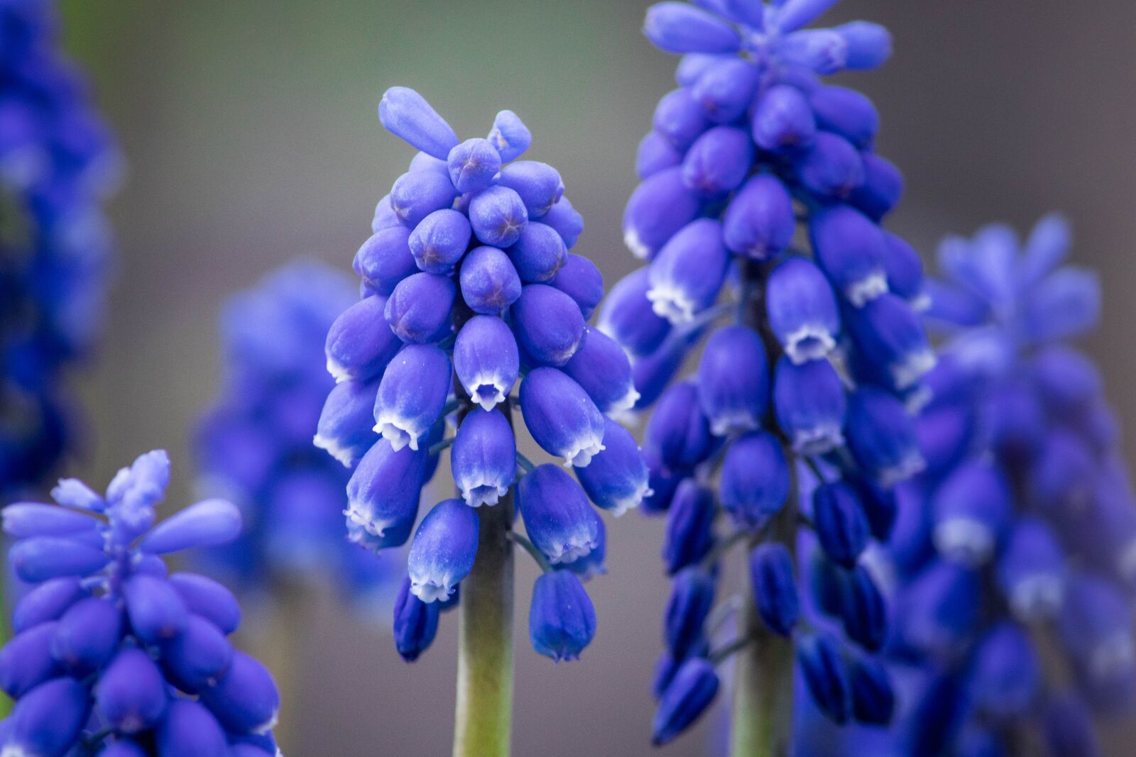 Canon EOS 200D (EOS Rebel SL2 / EOS Kiss X9) sample photo. Hyacinth mouse, viper onion photography