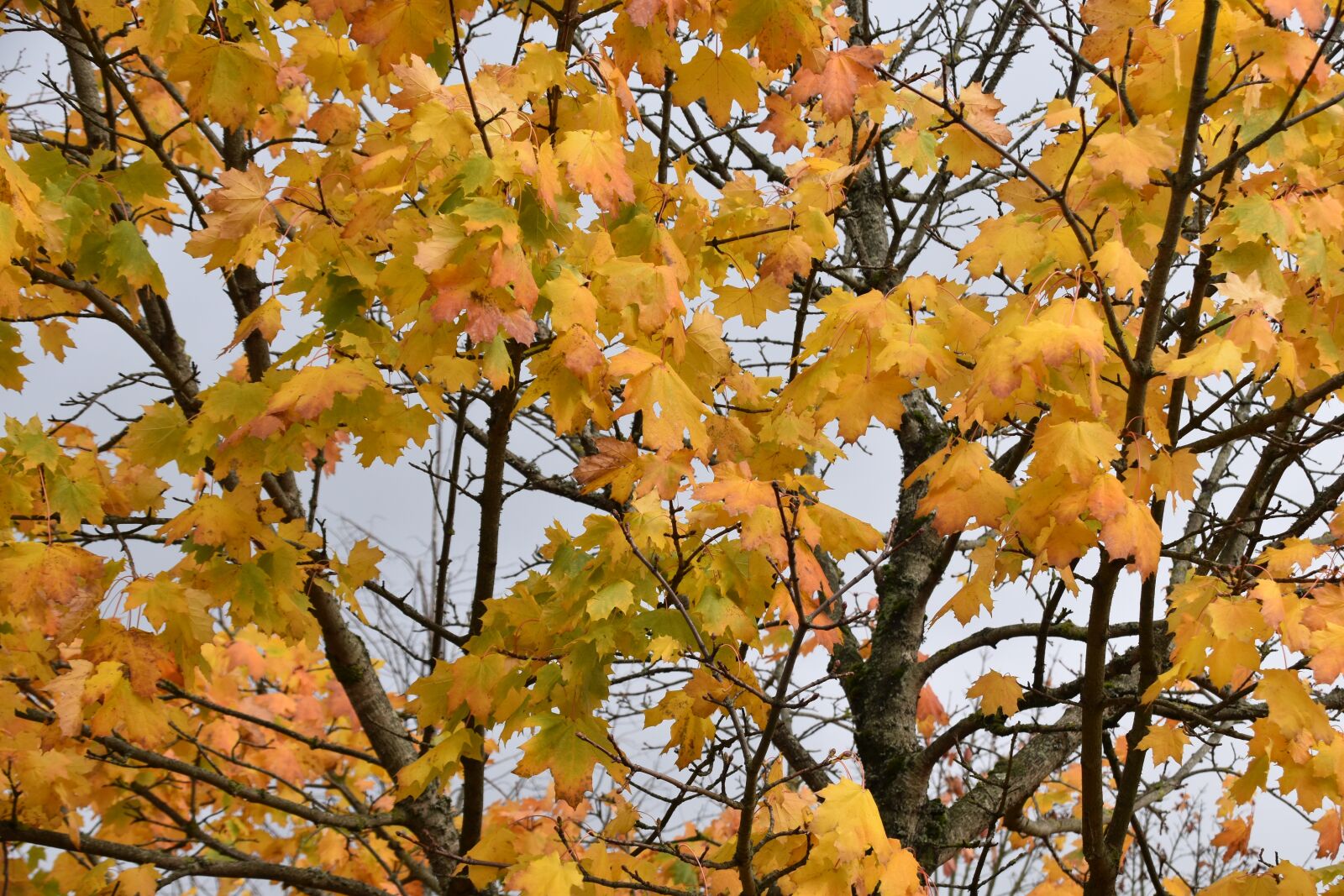 Nikon D5600 sample photo. Leaf maple, tree, shrub photography